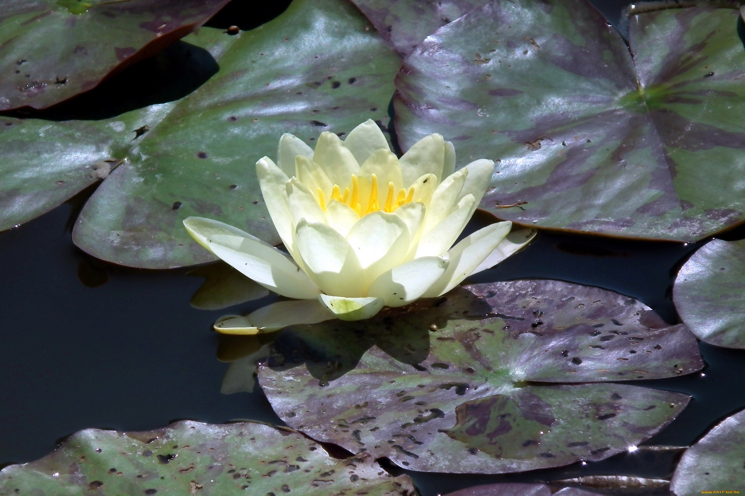 цветы, лилии, водяные, , нимфеи, , кувшинки, белая, лилия, листья, вода