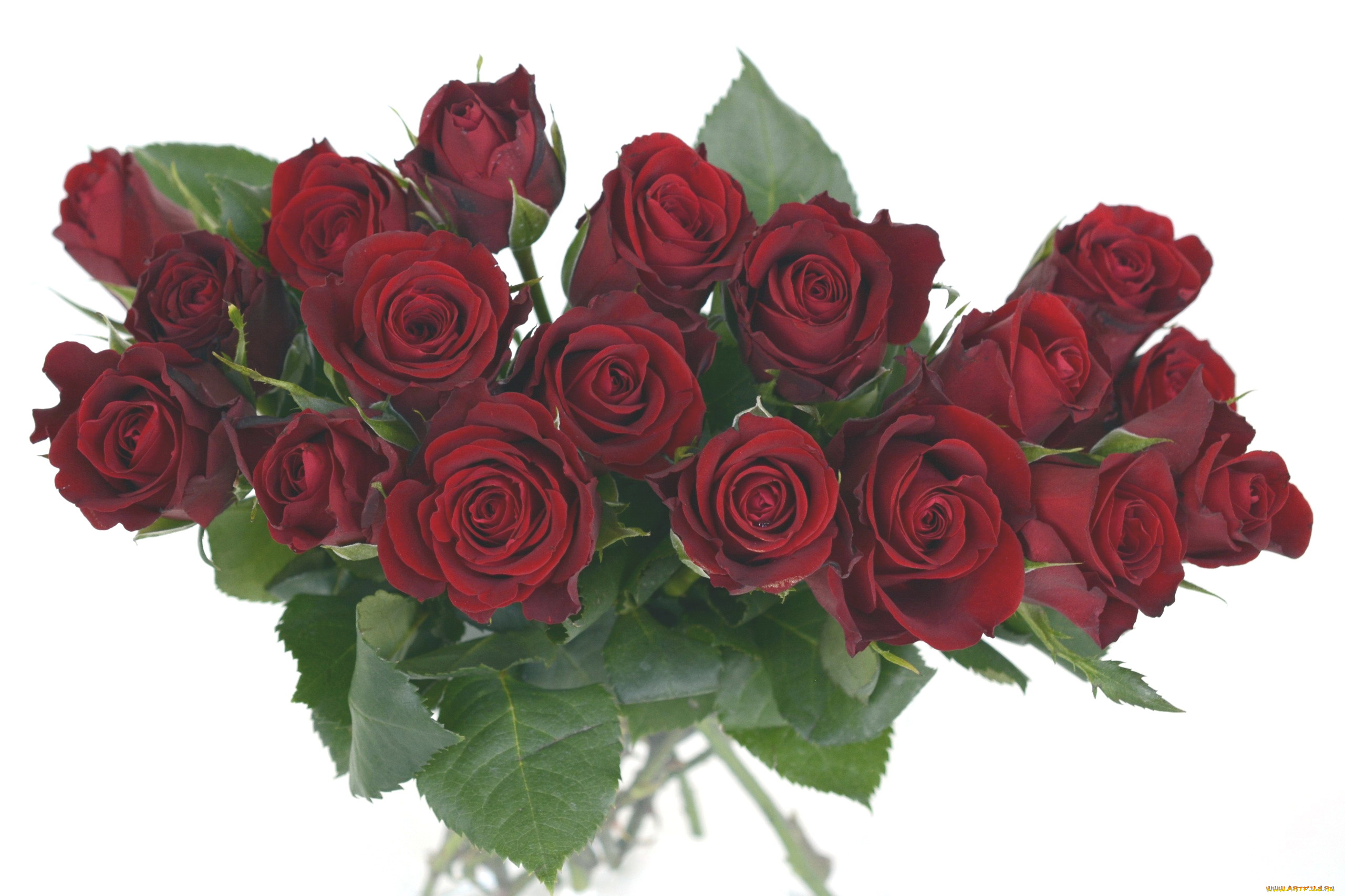 цветы, розы, бордо