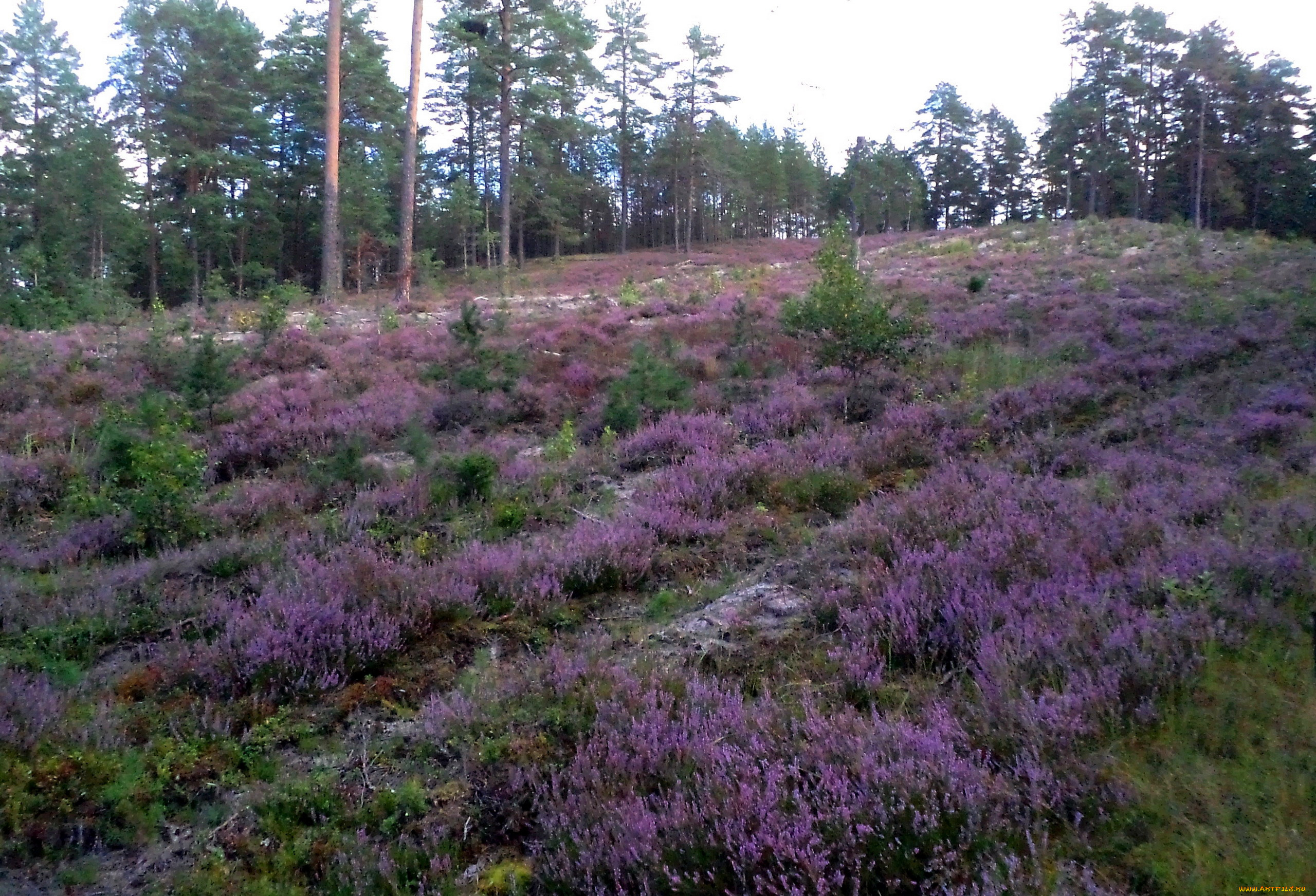 природа, луга, вереск