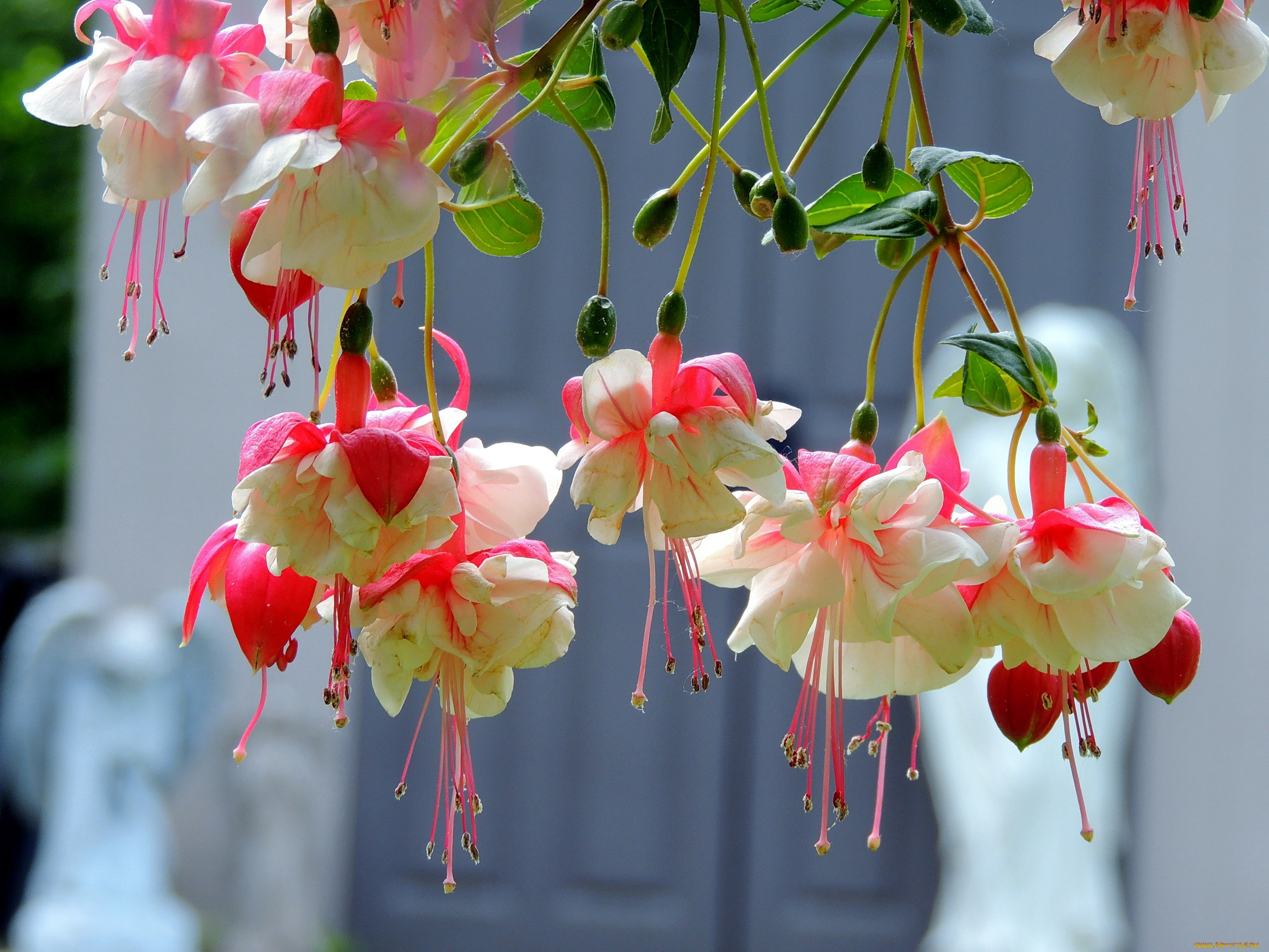 цветы, фуксия, бутоны, висячие