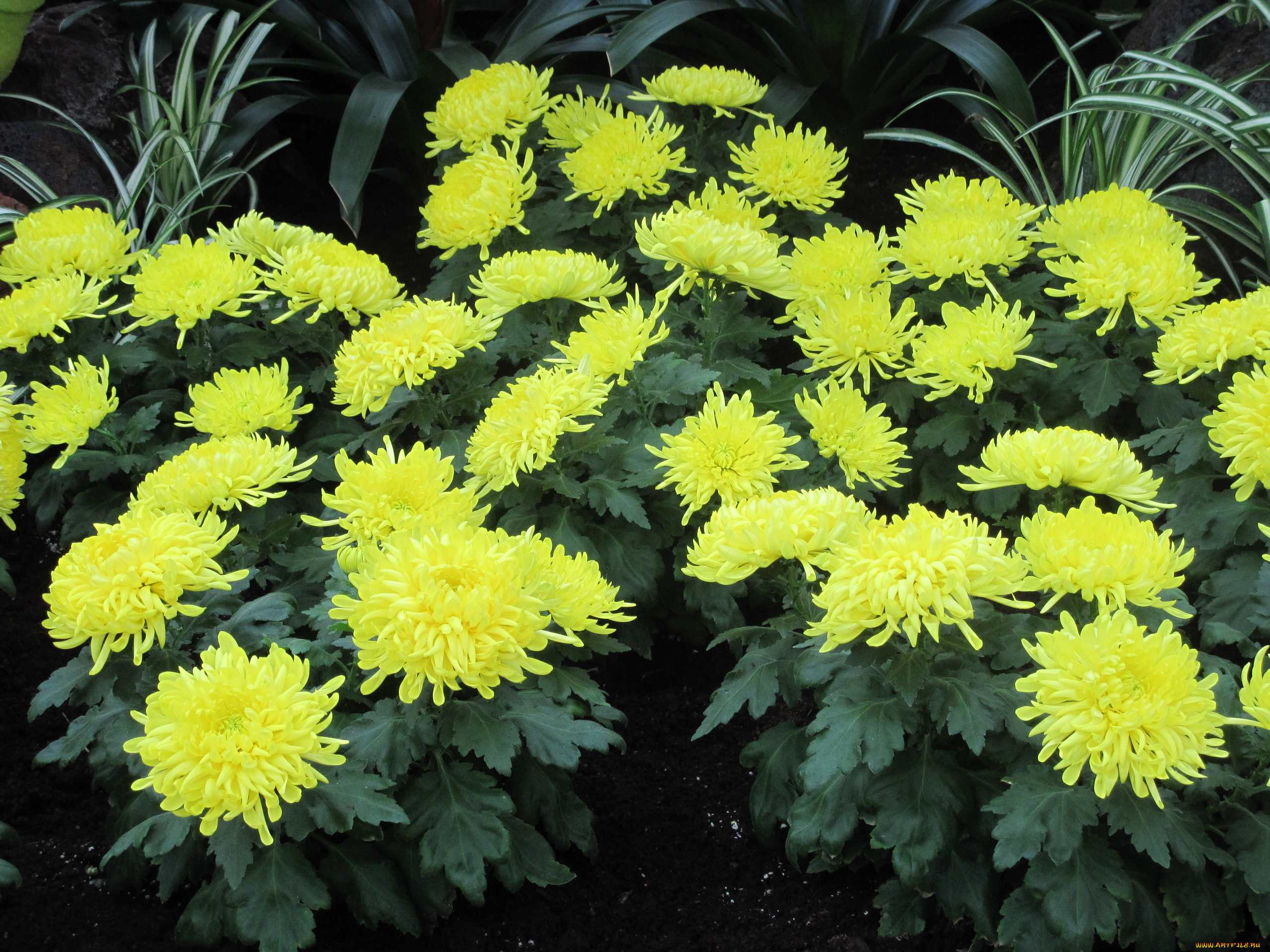 цветы, хризантемы, желтый