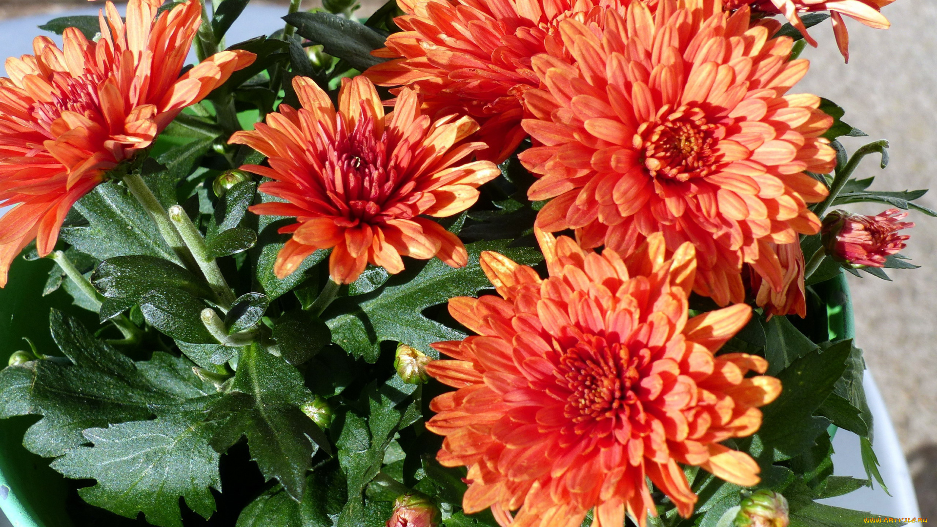 цветы, хризантемы, куст