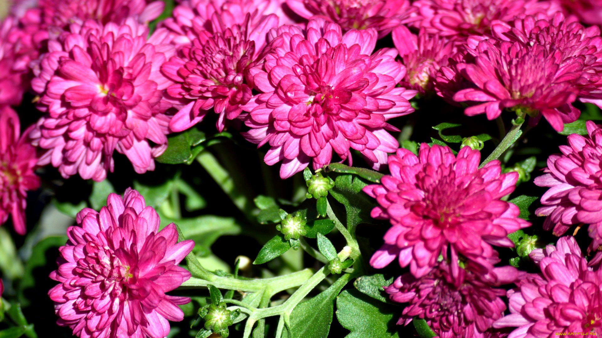 цветы, хризантемы, розовый