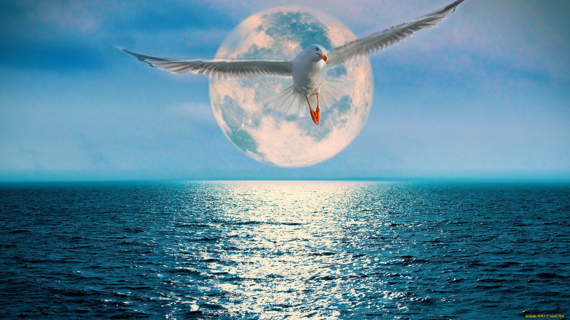 разное, компьютерный, дизайн, луна, океан, чайка