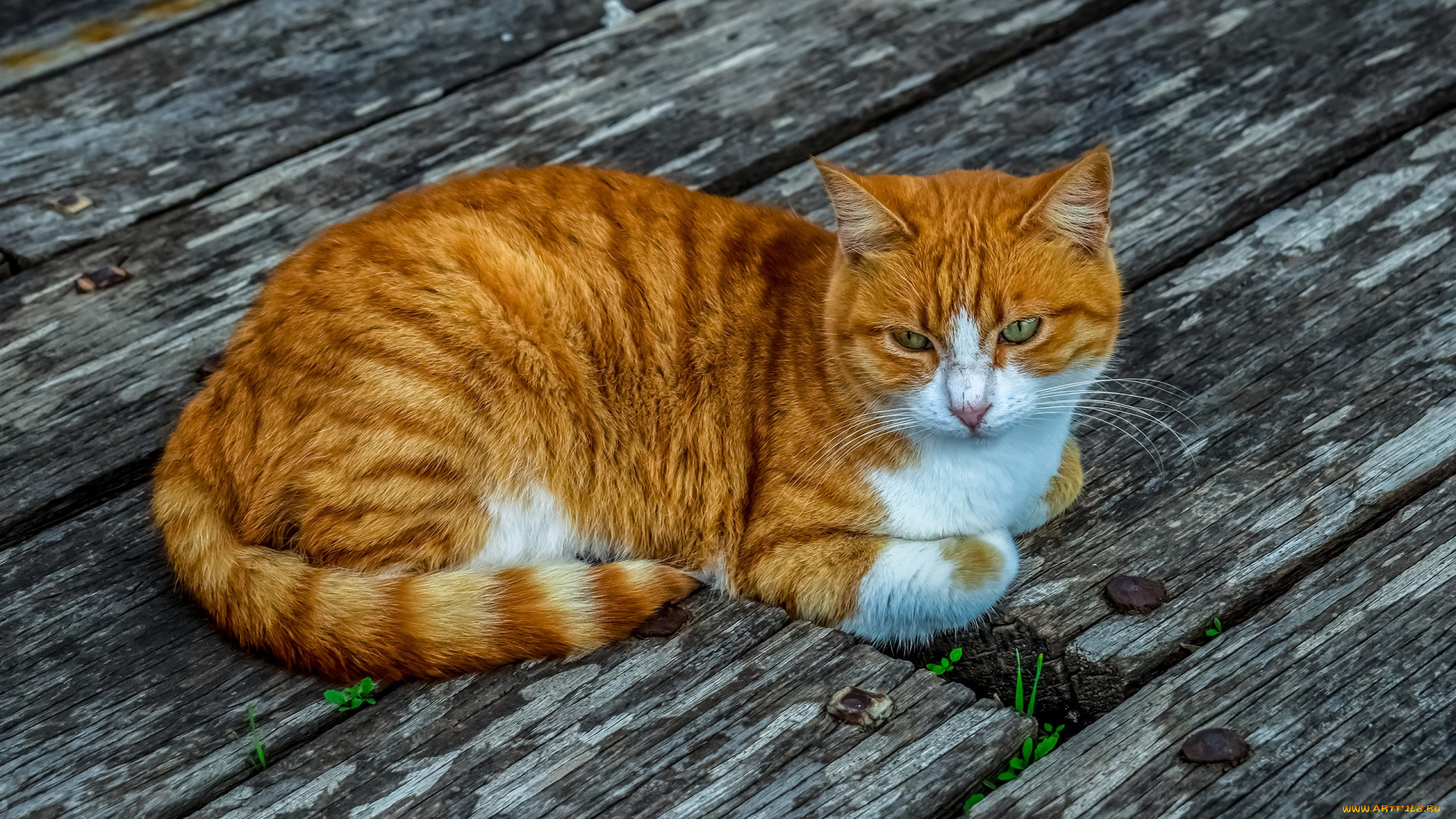 животные, коты, поза, взгляд, кот