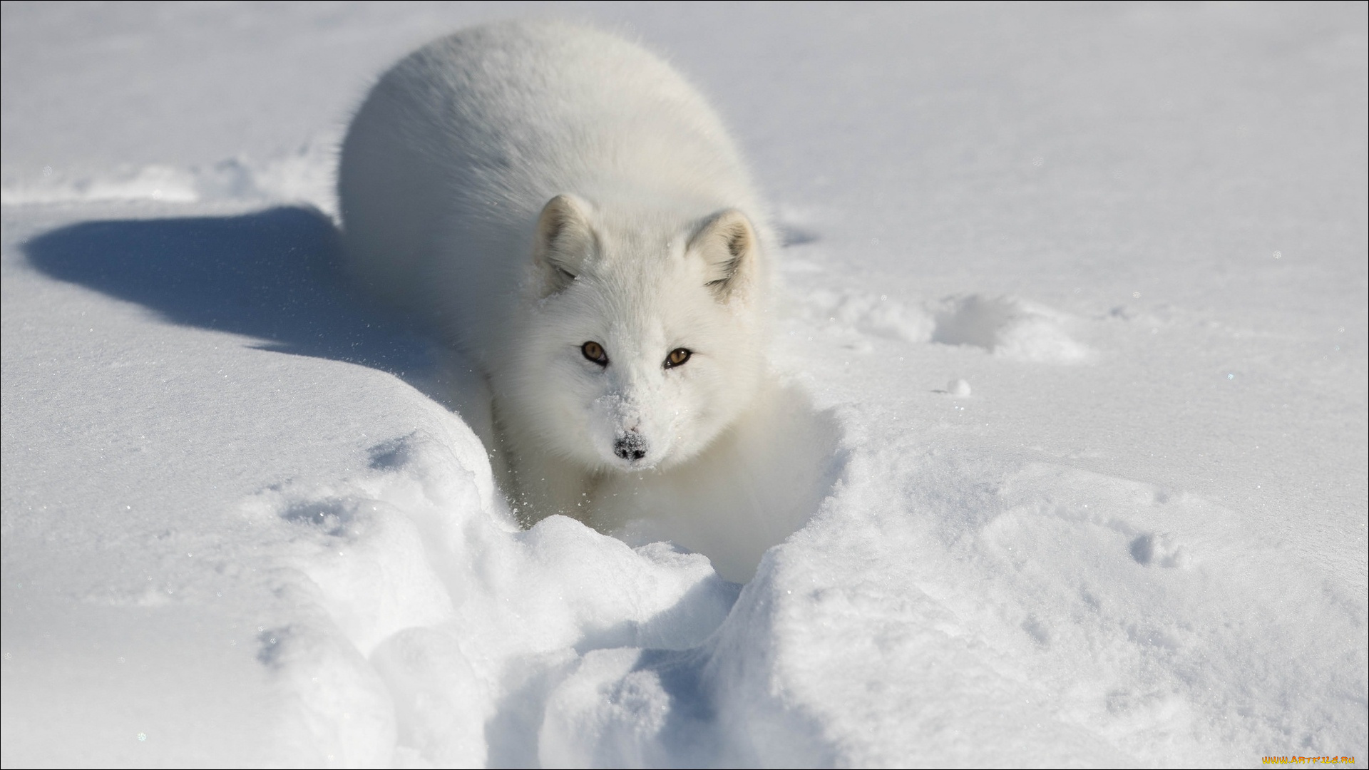животные, лисы, арктическая, лиса