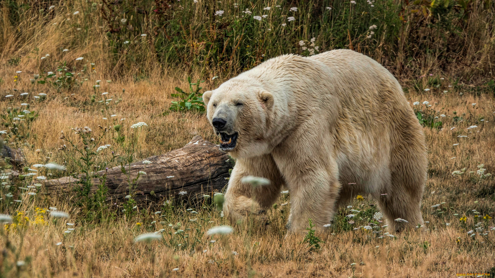 животные, медведи, морда, взгляд, трава
