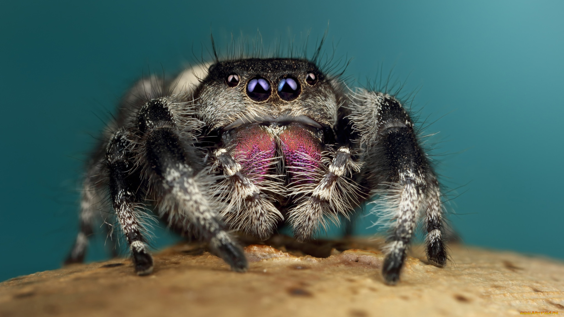 животные, пауки, паук
