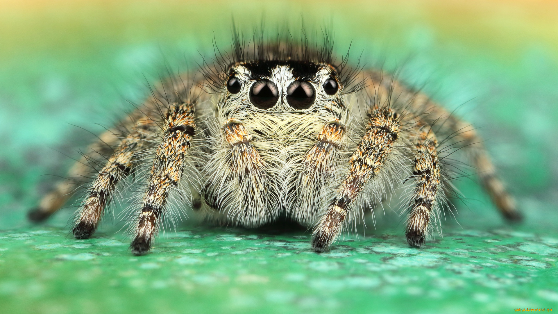 животные, пауки, паук