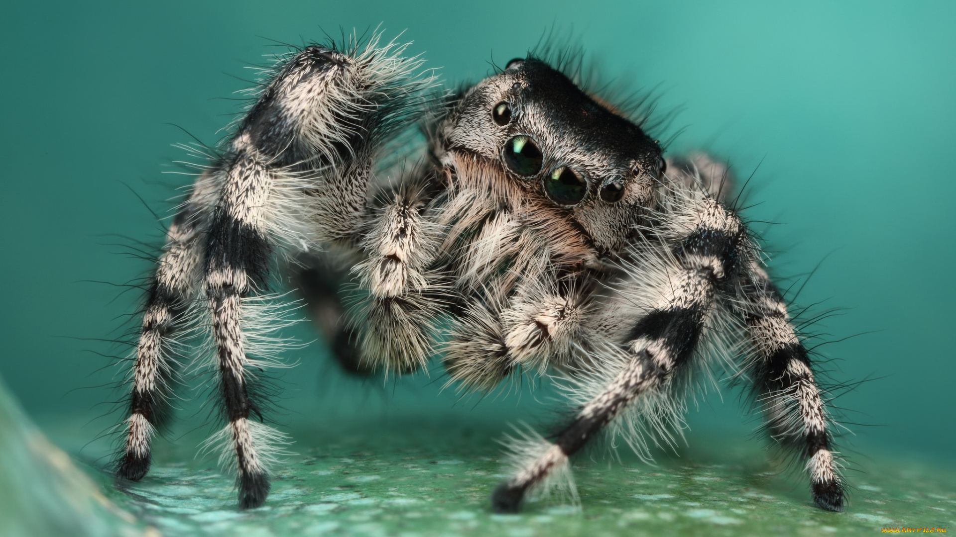 животные, пауки, паук