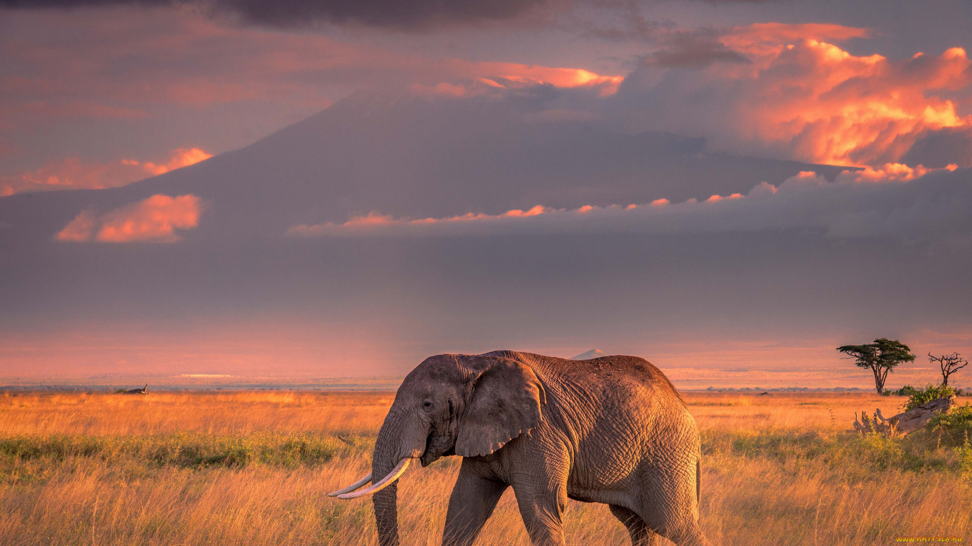 животные, слоны, закат, свет, облака, вечер, слон, природа