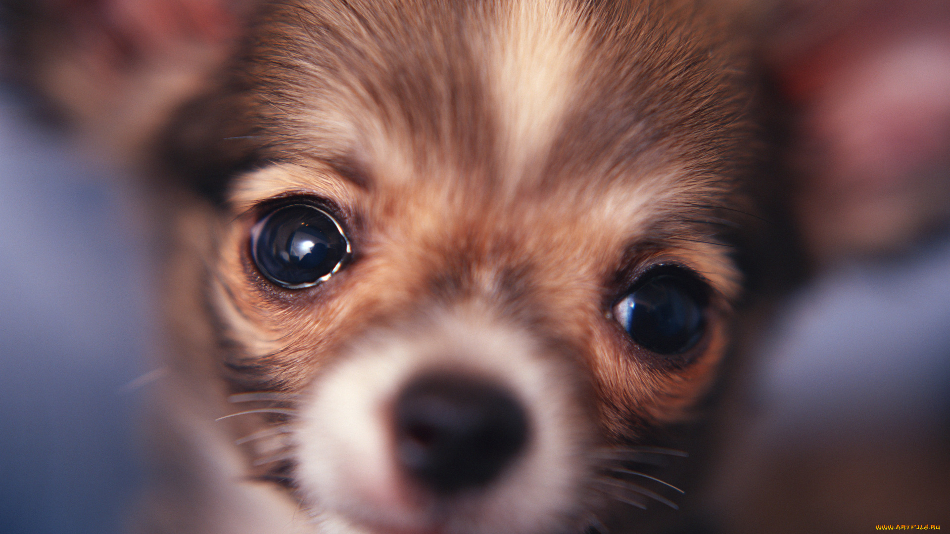 животные, собаки, щенок, морда