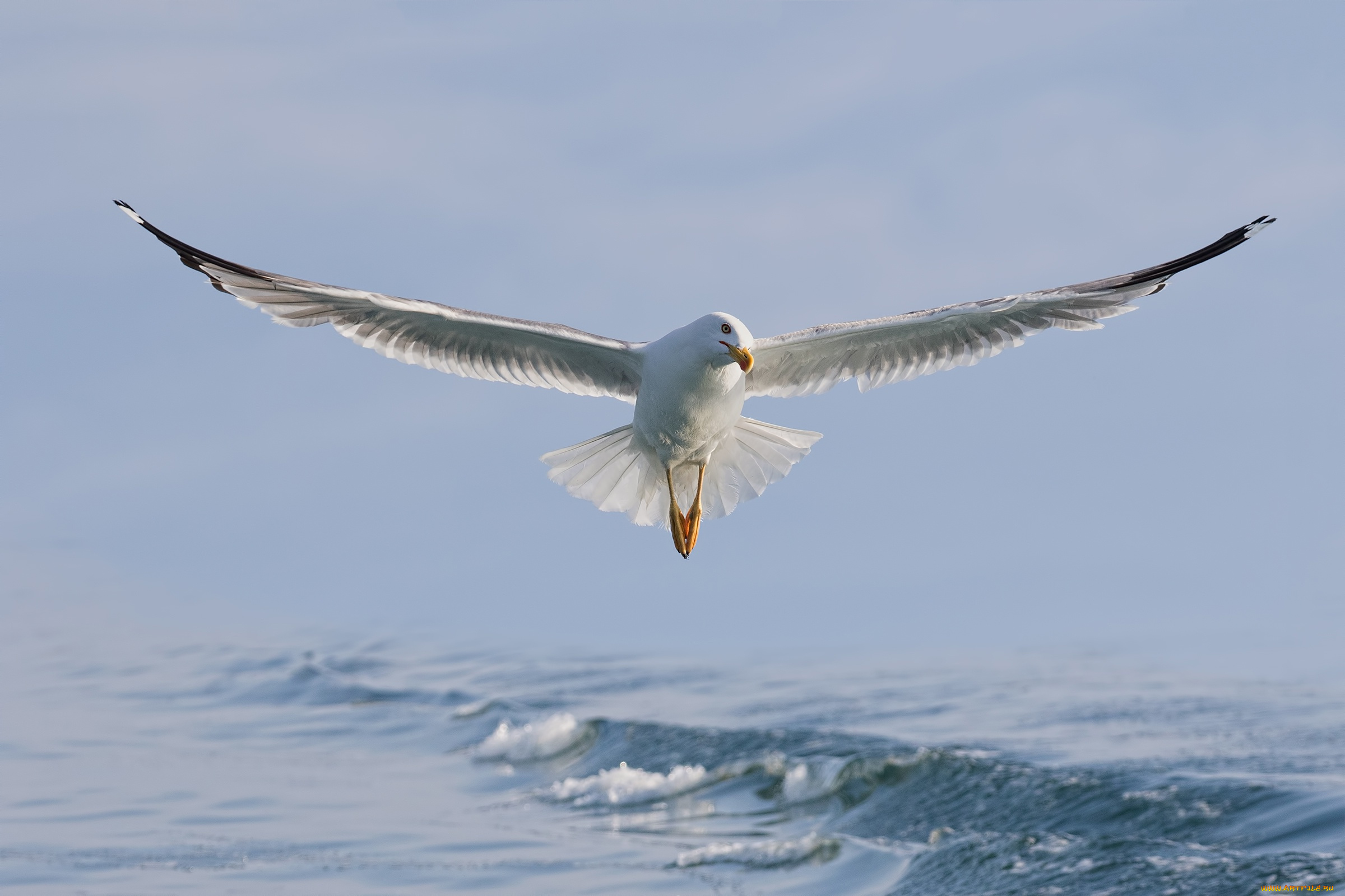 животные, Чайки, , бакланы, , крачки, вода, птица, крылья, чайка, полёт, море