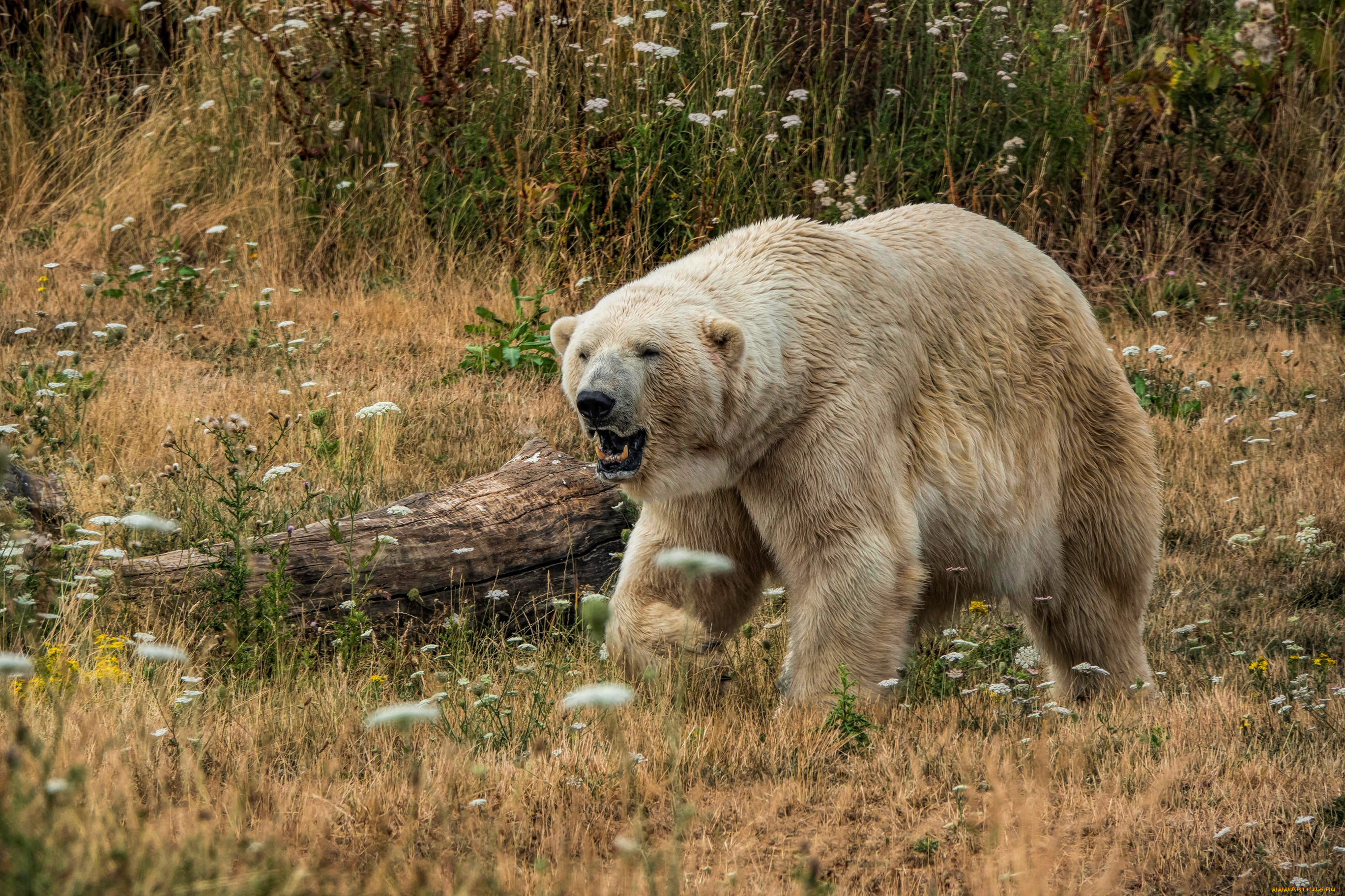 животные, медведи, морда, взгляд, трава