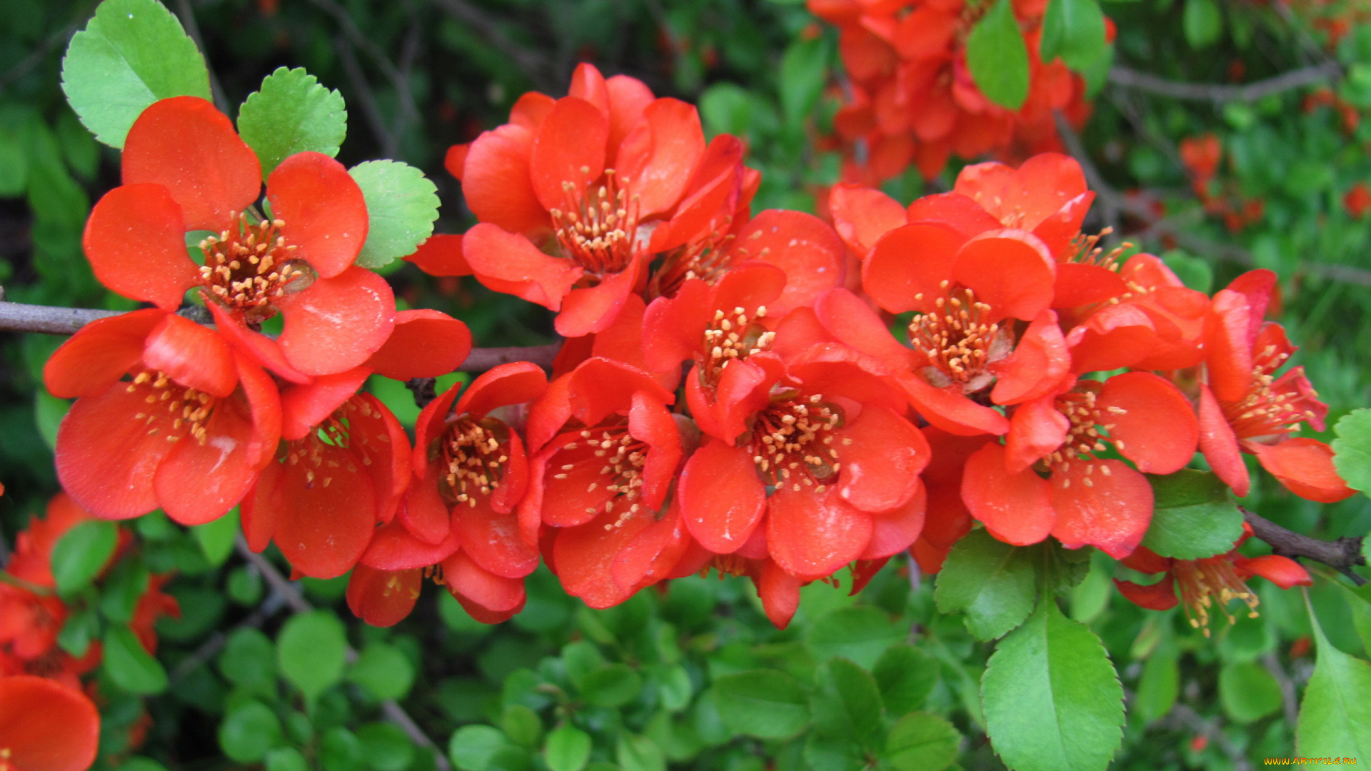 цветы, айва, ветка, алая, весна