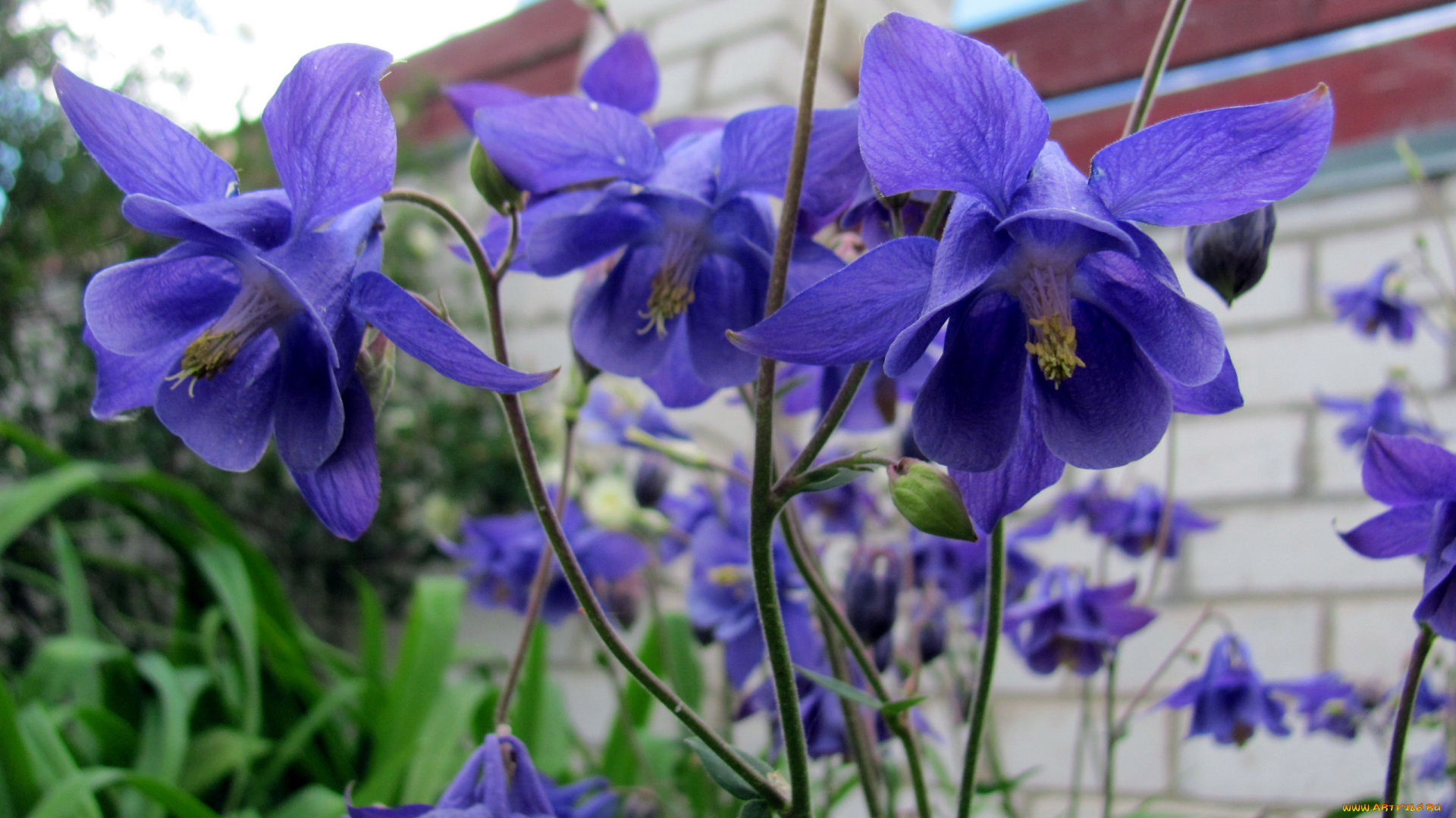 цветы, аквилегия, , водосбор, лиловая, аквилегия
