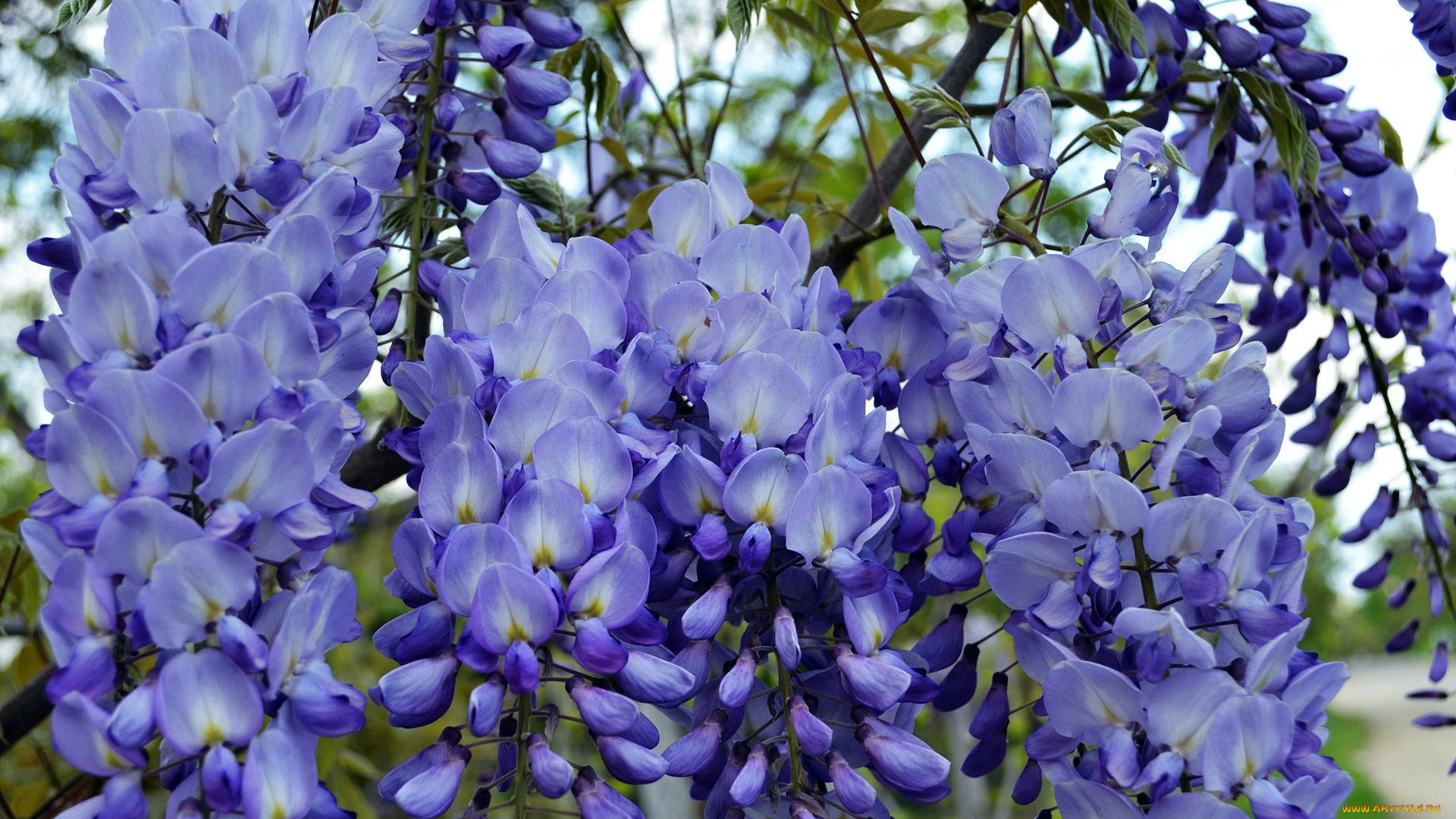 цветы, глициния, ветки, грозди