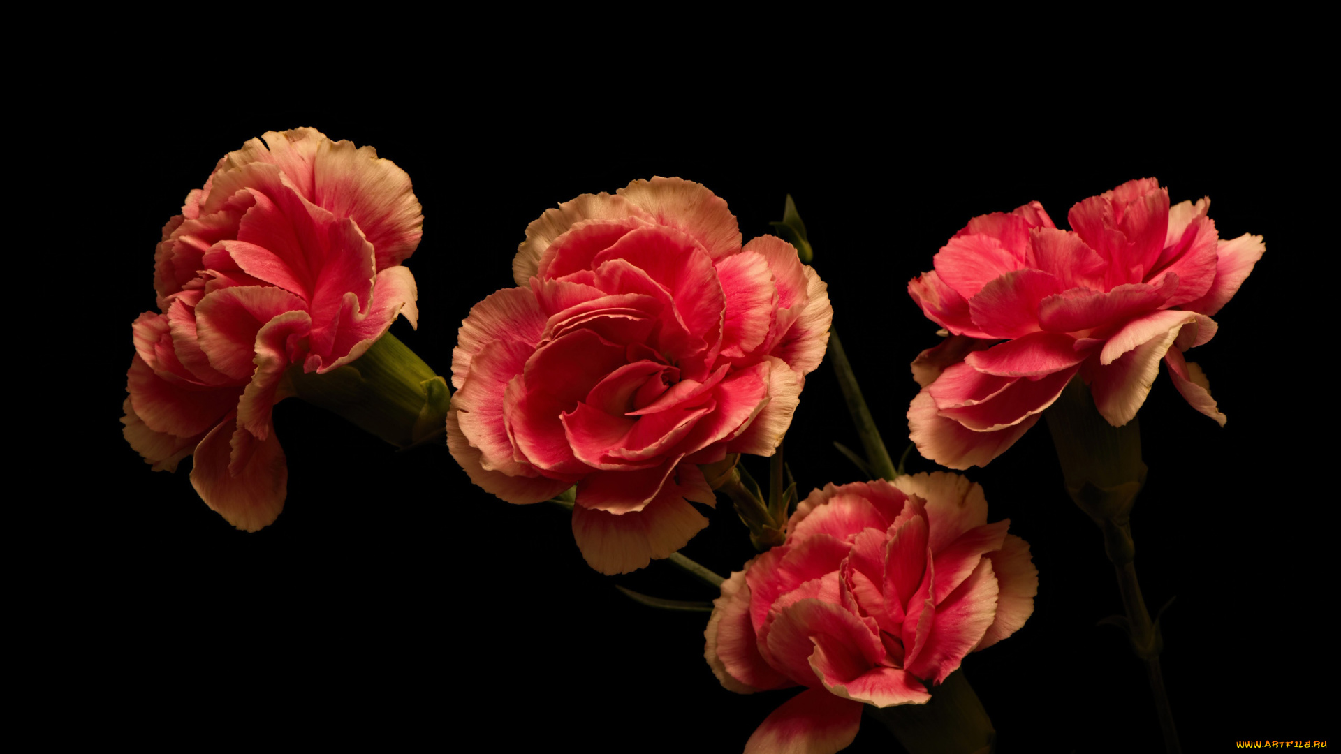 цветы, гвоздики, розовые