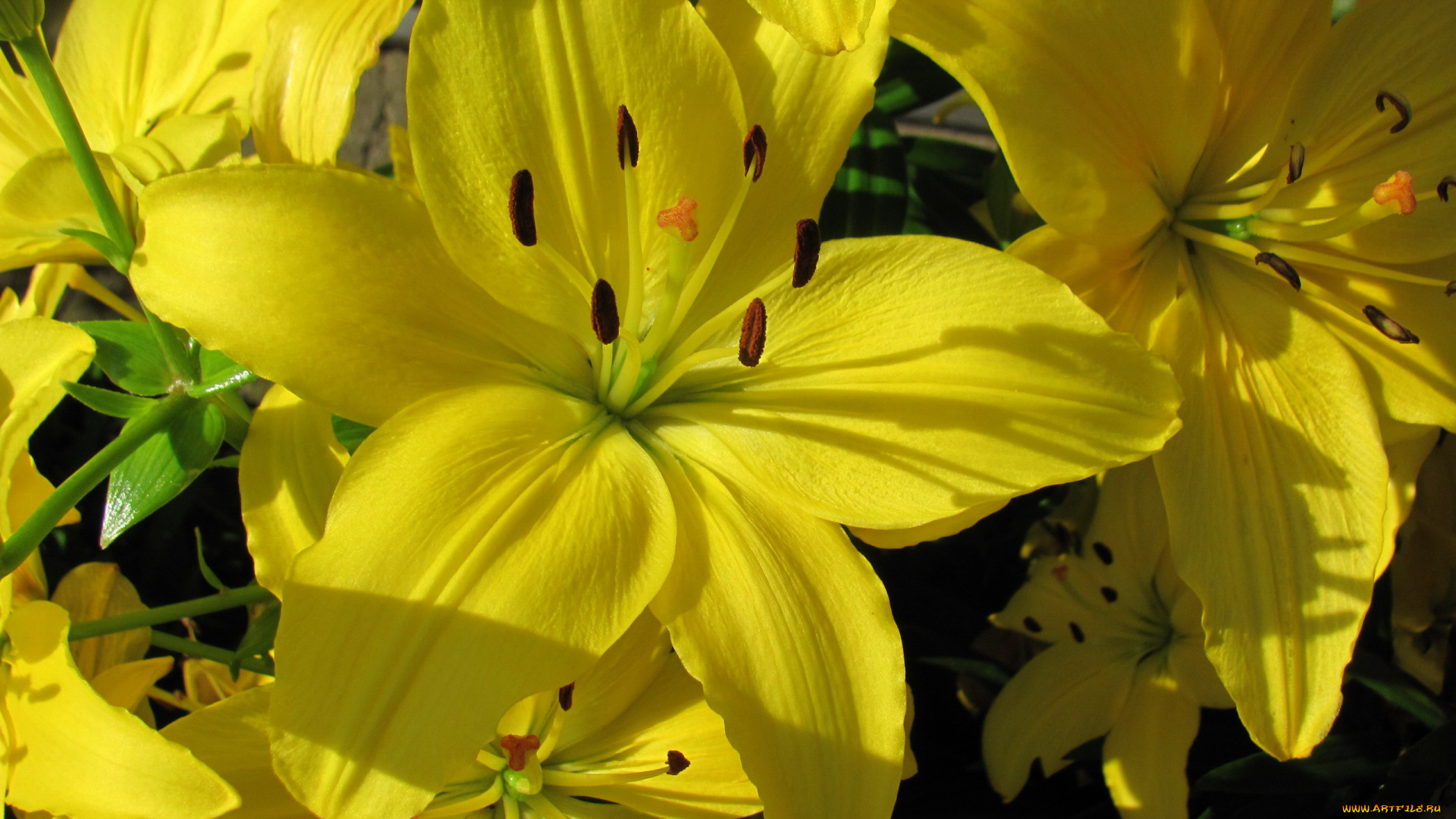 цветы, лилии, , лилейники, желтые, макро