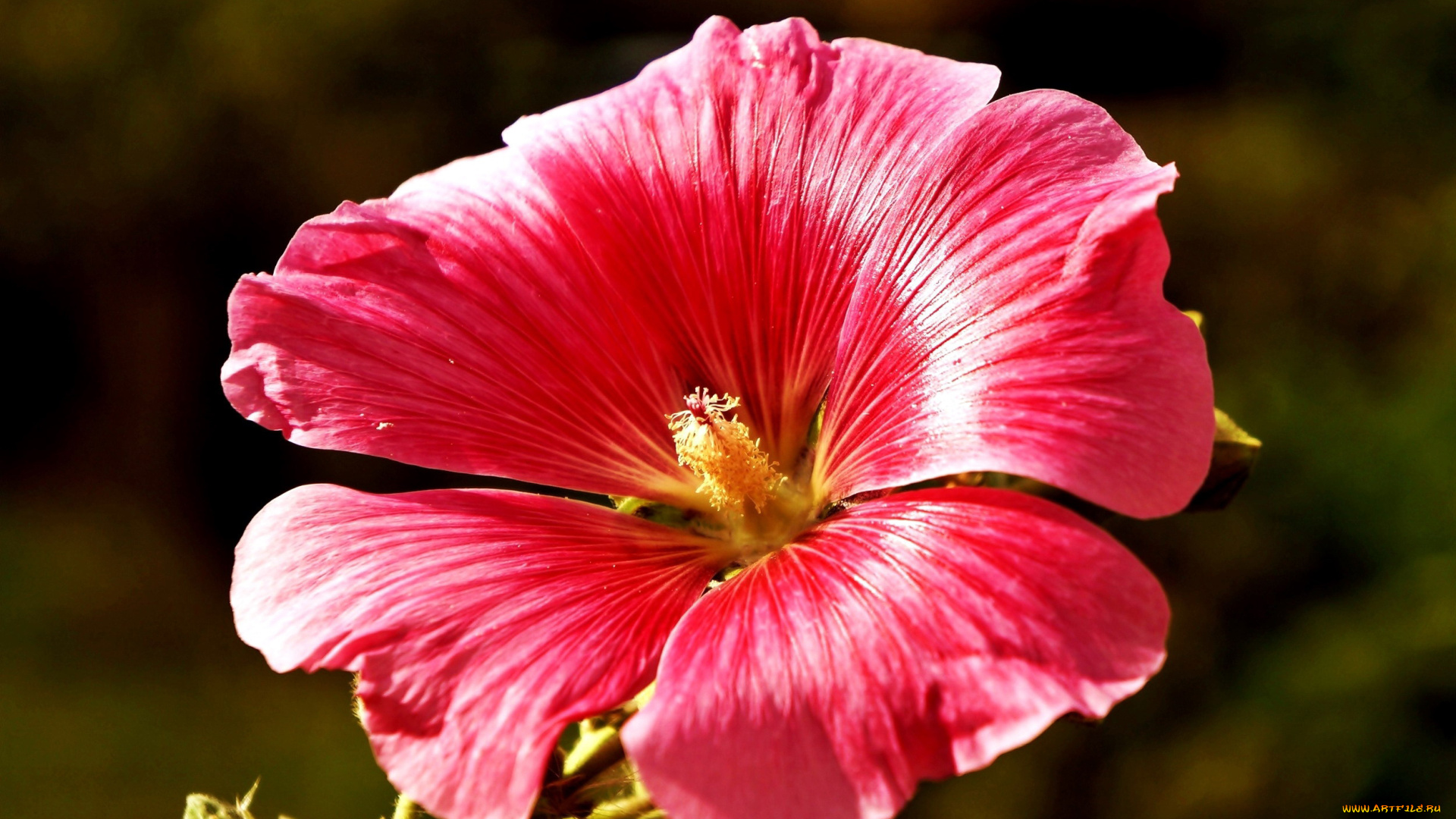 цветы, мальвы, розовая, мальва, макро