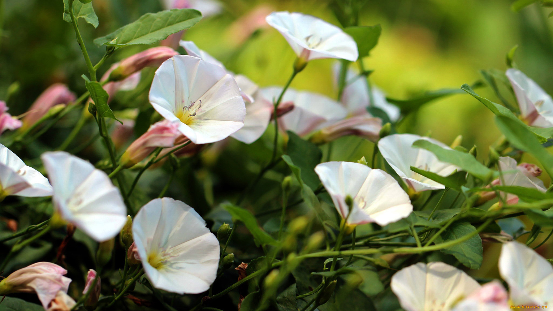 цветы, вьюнки, , ипомеи, белые