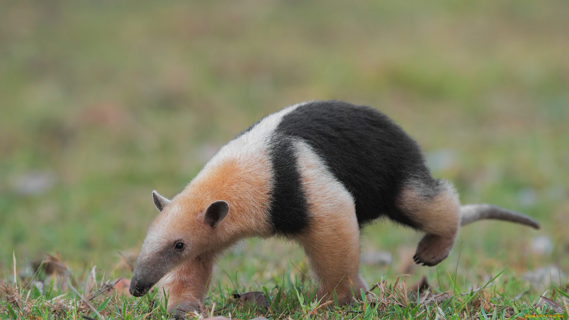 муравьед, животные, муравьеды, млекопитающие, неполнозубые