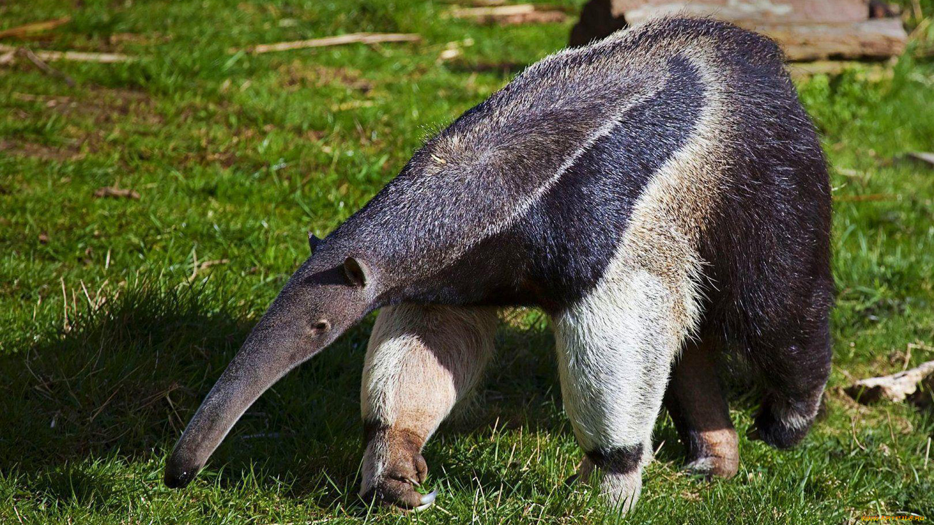 муравьед, животные, муравьеды, млекопитающие, неполнозубые