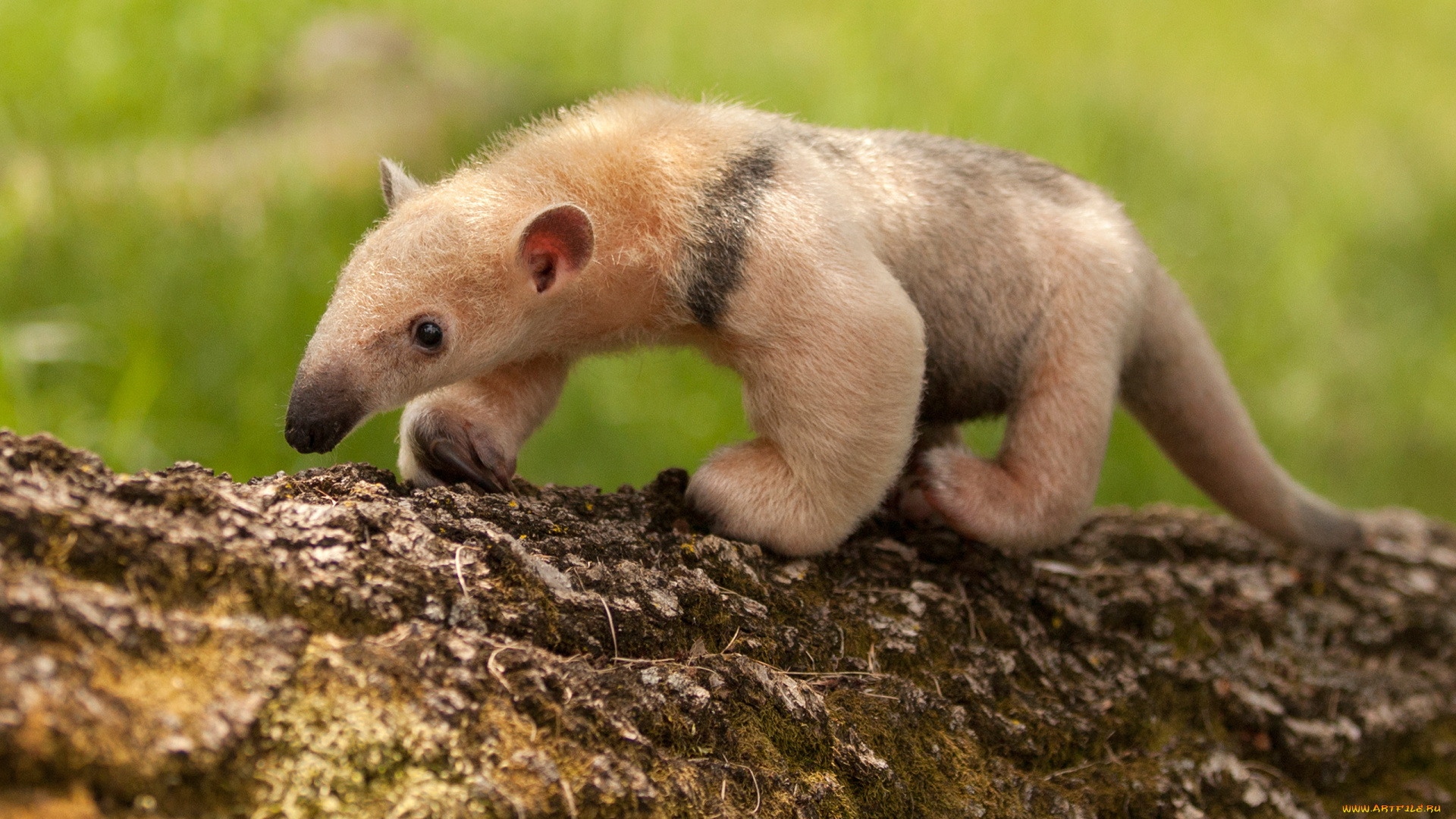 муравьед, животные, муравьеды, млекопитающие, неполнозубые