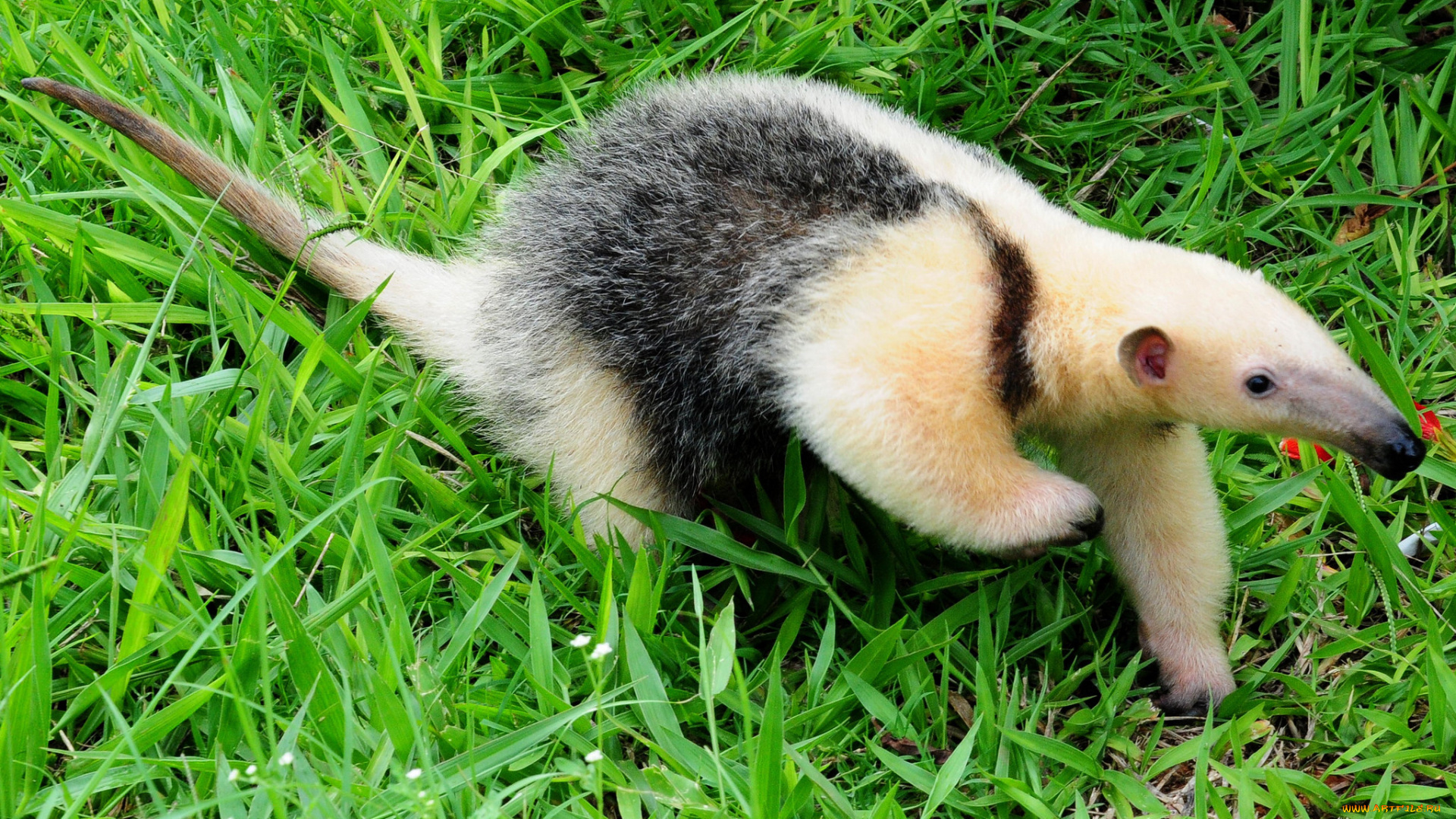 муравьед, животные, муравьеды, млекопитающие, неполнозубые