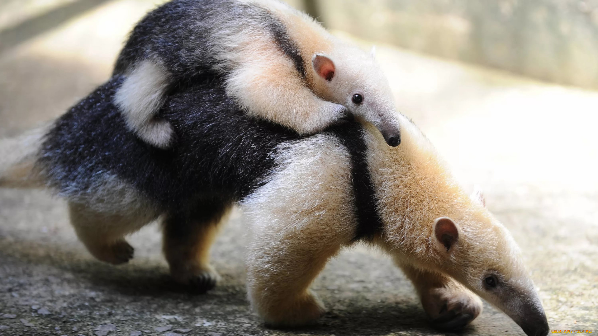 муравьеды, животные, самка, детёныш, млекопитающие, неполнозубые