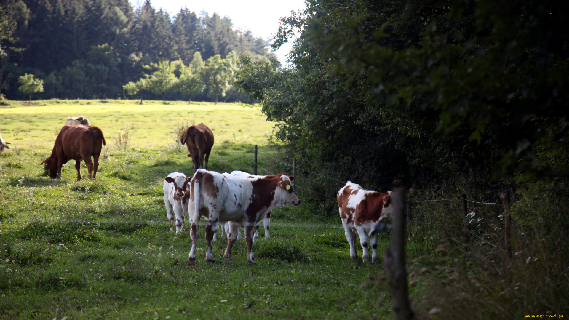 животные, коровы, , буйволы