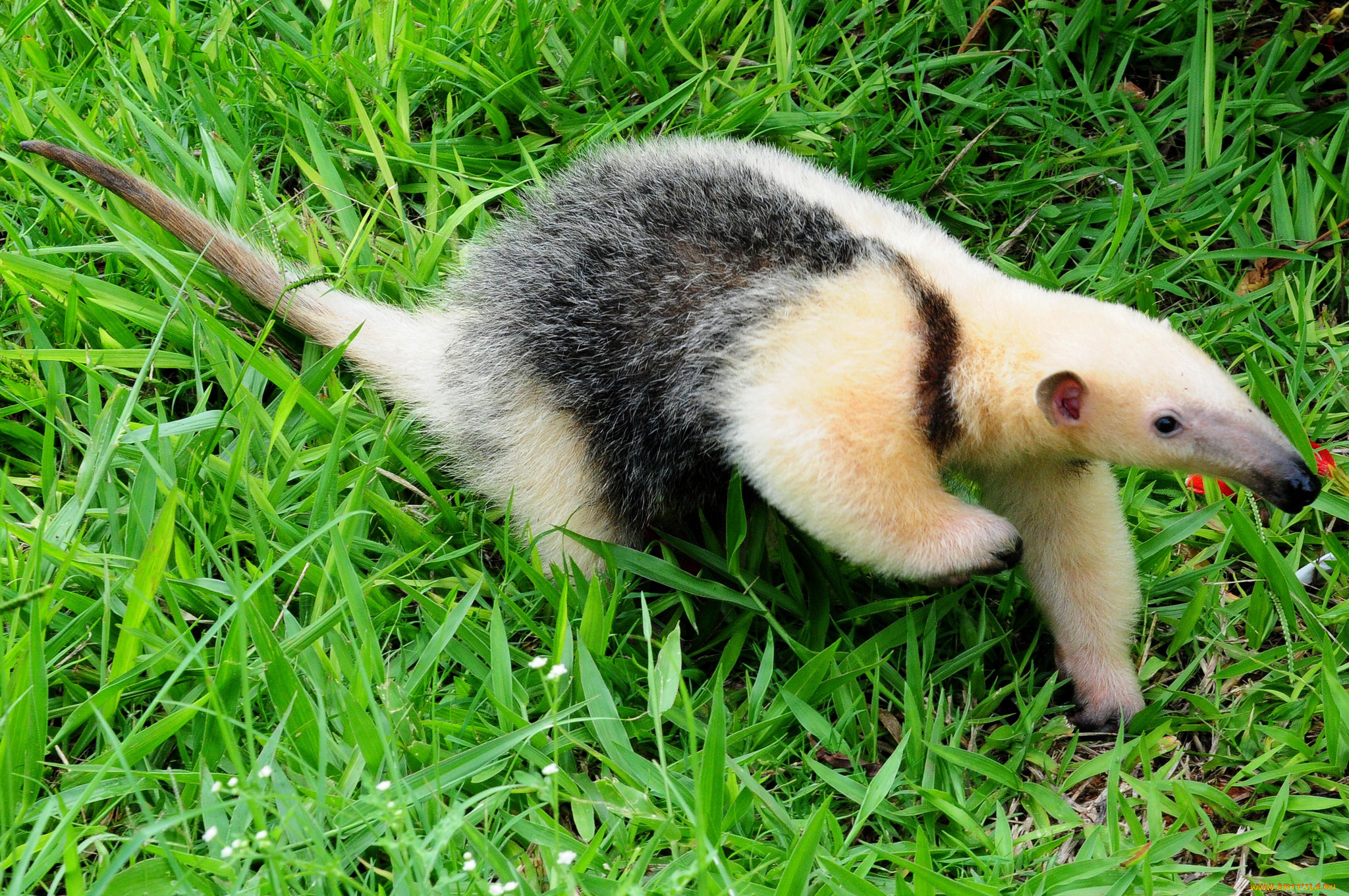 муравьед, животные, муравьеды, млекопитающие, неполнозубые