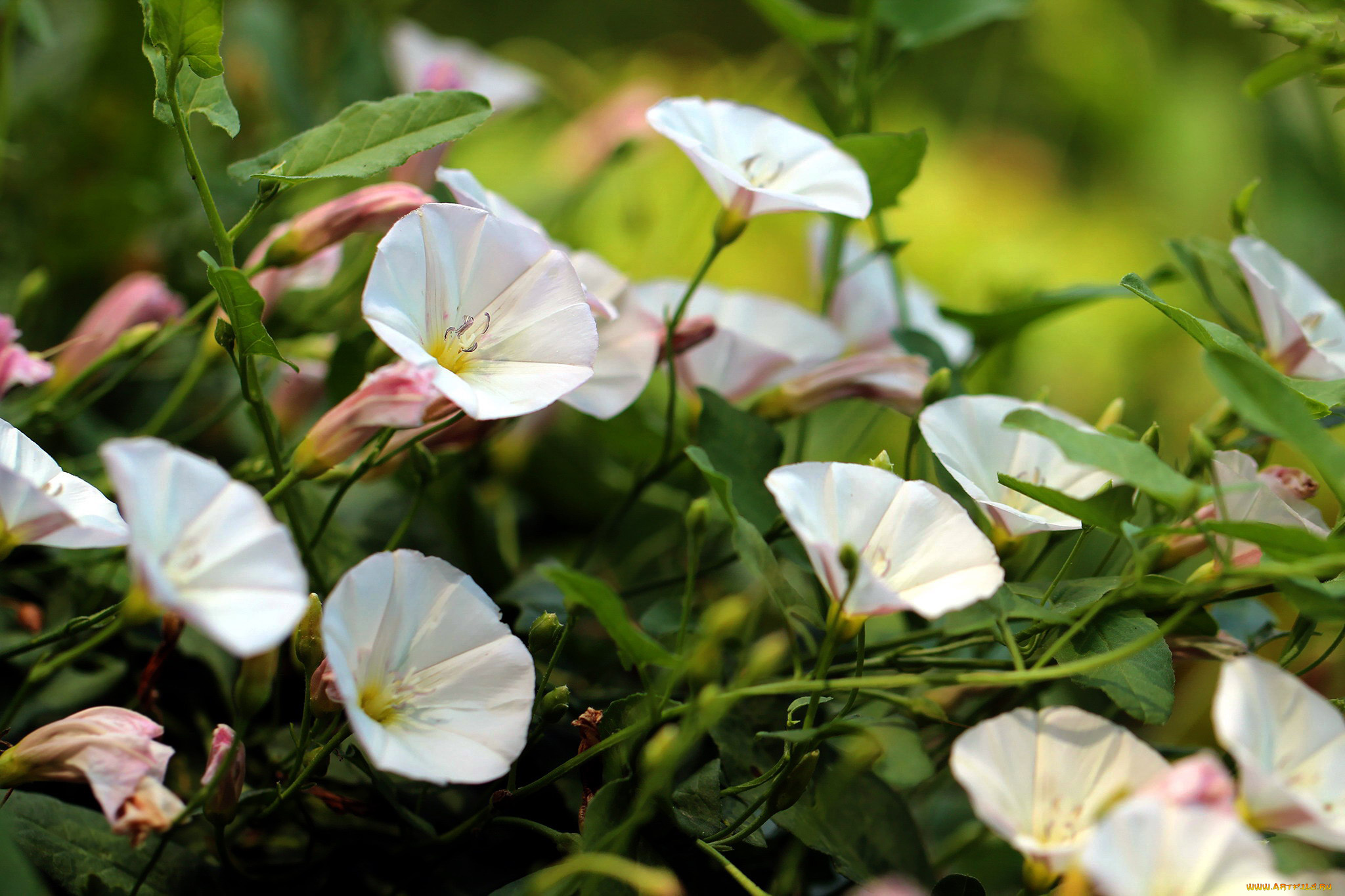 цветы, вьюнки, , ипомеи, белые
