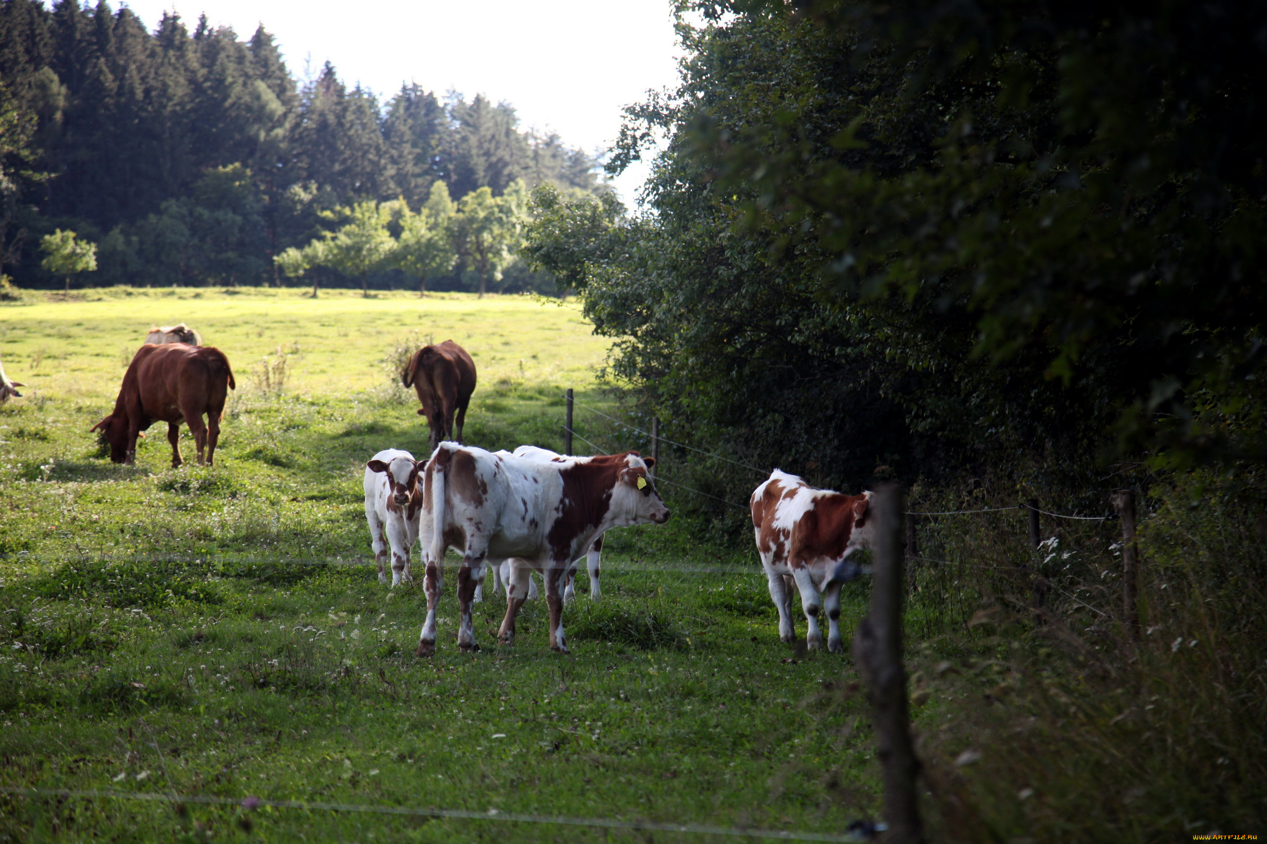 животные, коровы, , буйволы