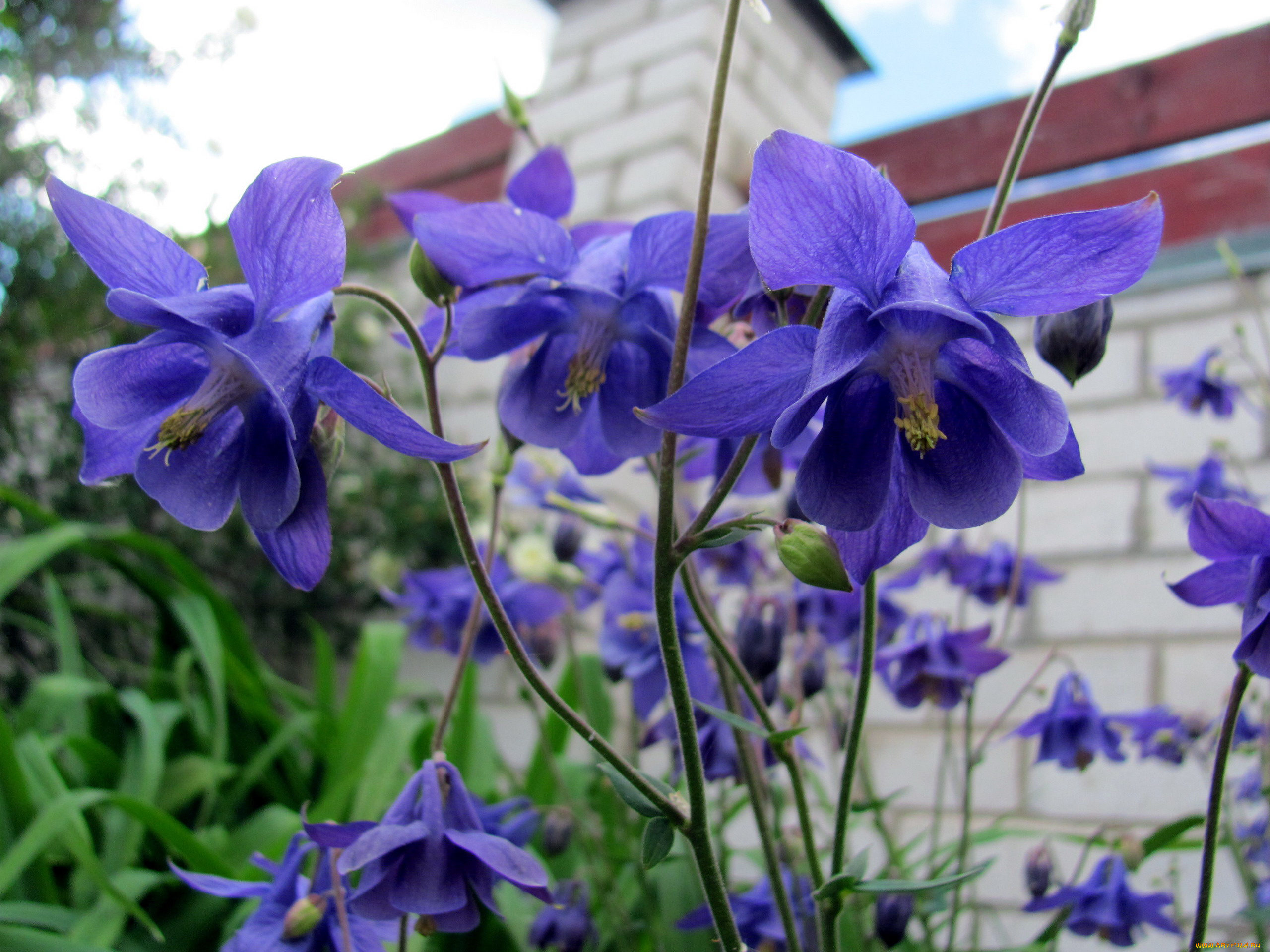 цветы, аквилегия, , водосбор, лиловая, аквилегия