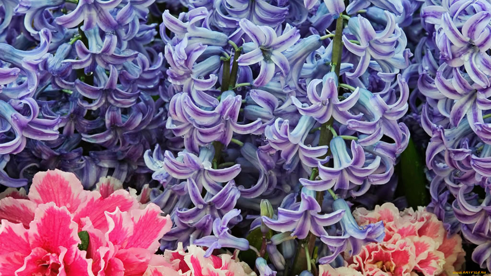 цветы, разные, вместе, гиацинты, сиреневые