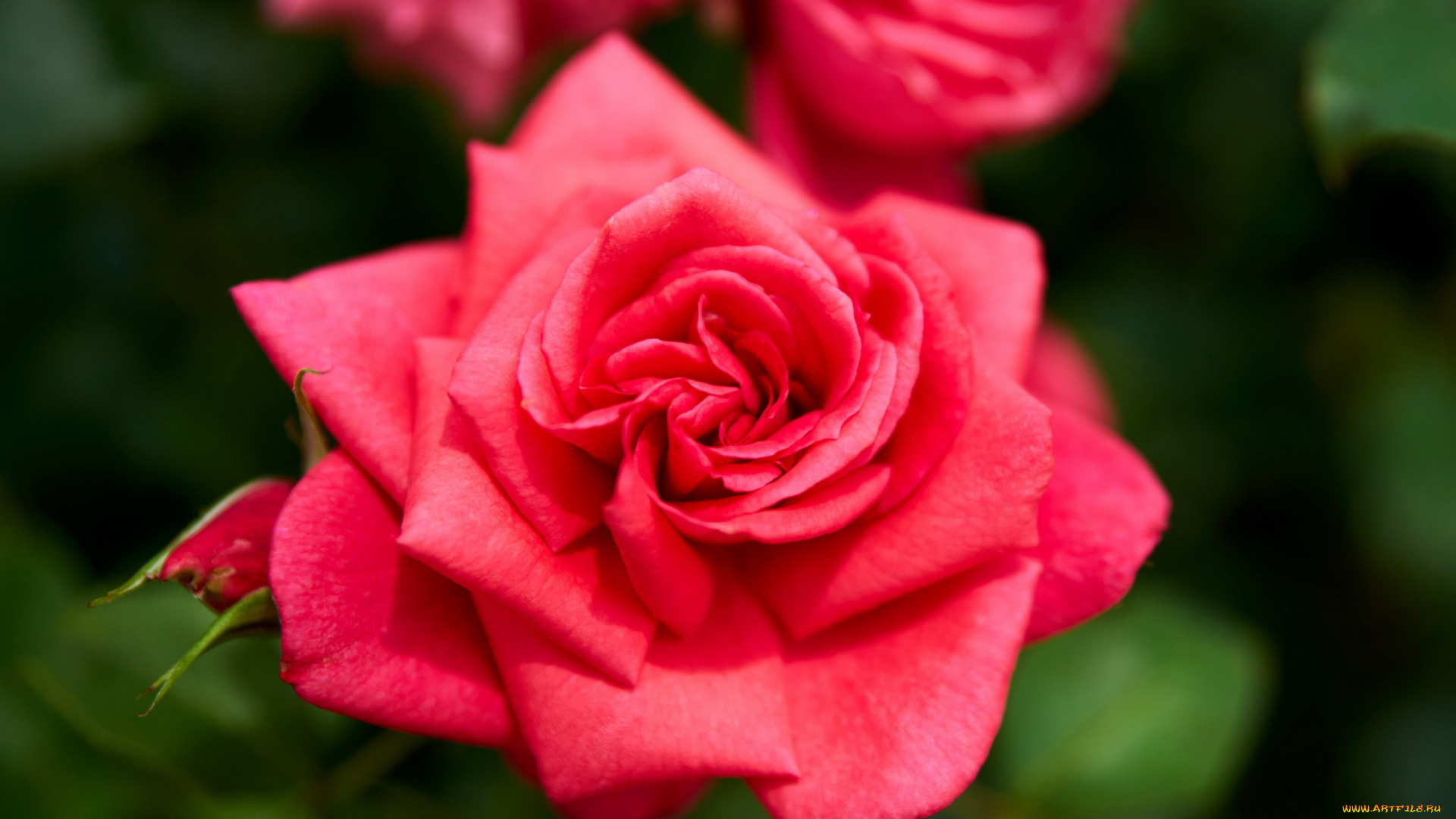 цветы, розы, розовая, роза, макро