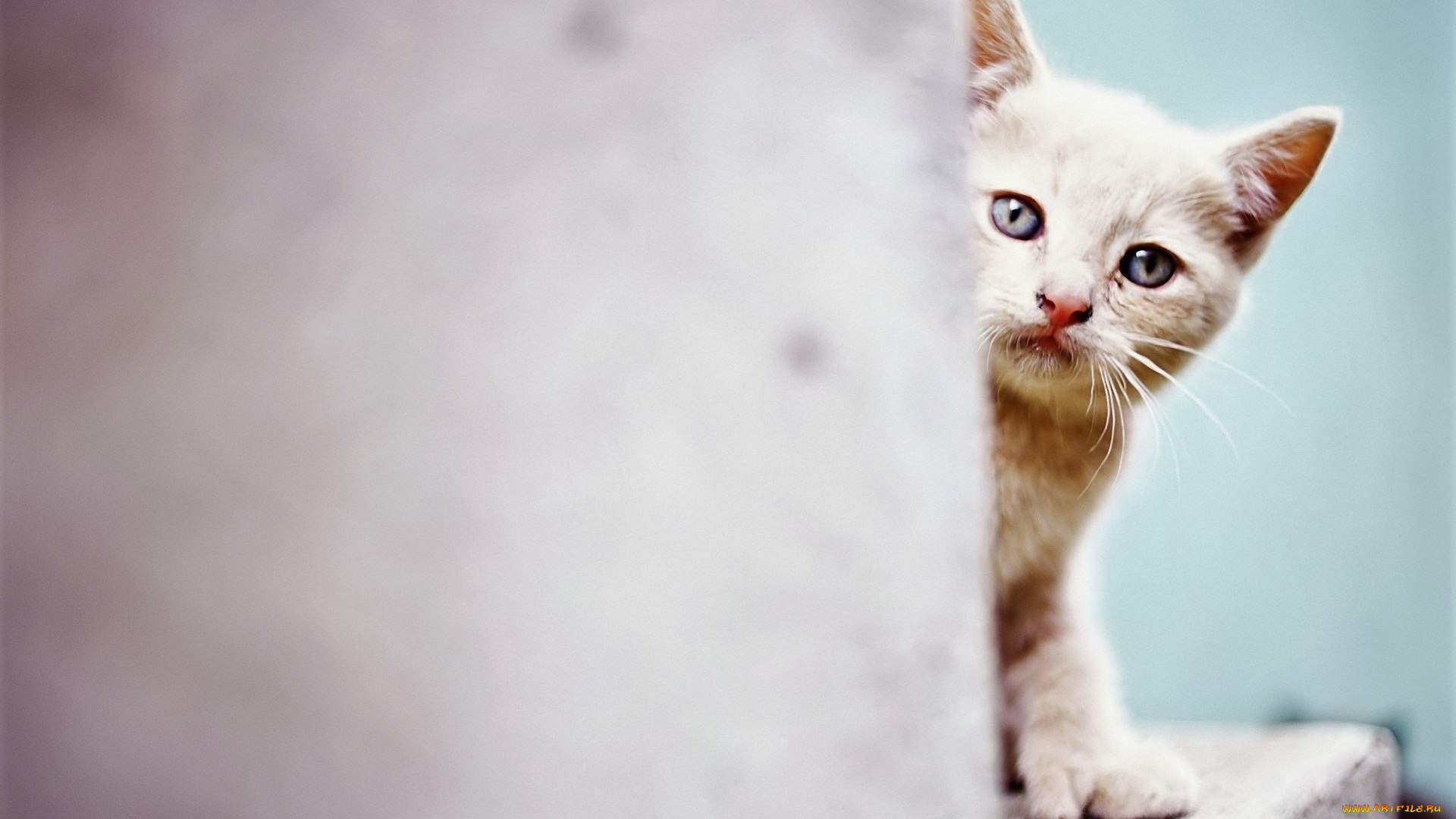животные, коты, котенок, белый, стена
