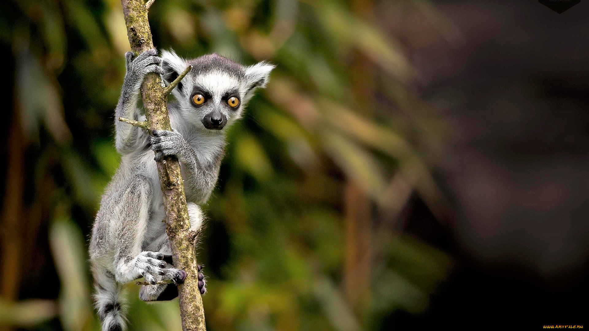 животные, лемуры, лемур, ветка