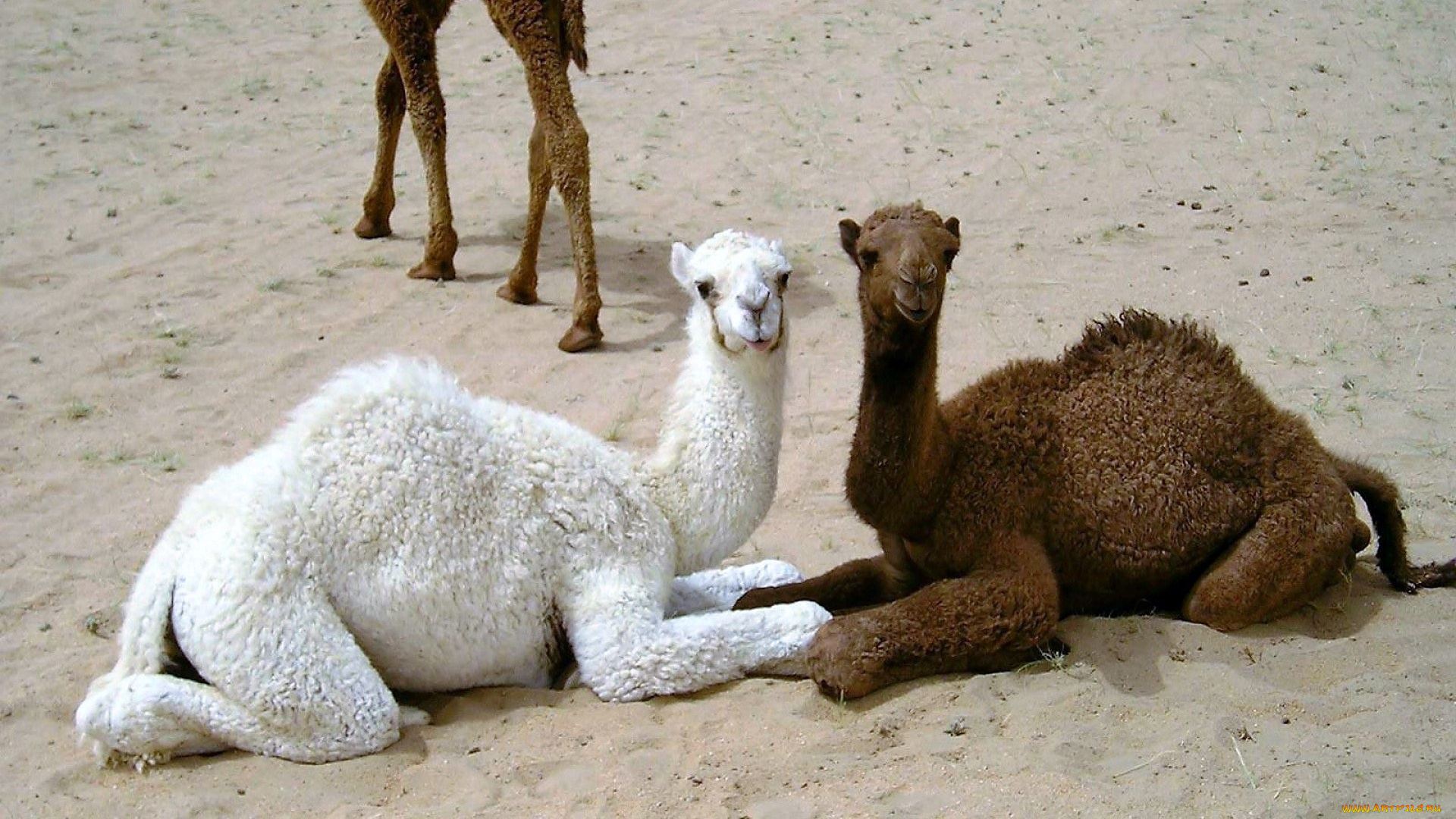 животные, верблюды, верблюжата, песок