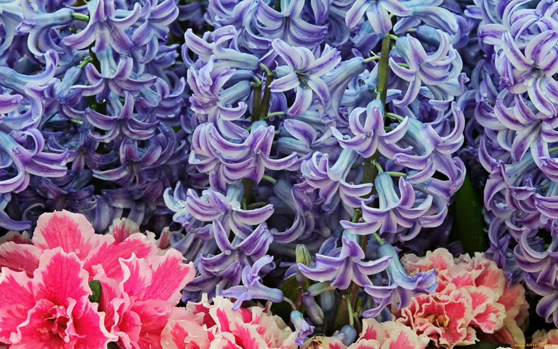 цветы, разные, вместе, гиацинты, сиреневые