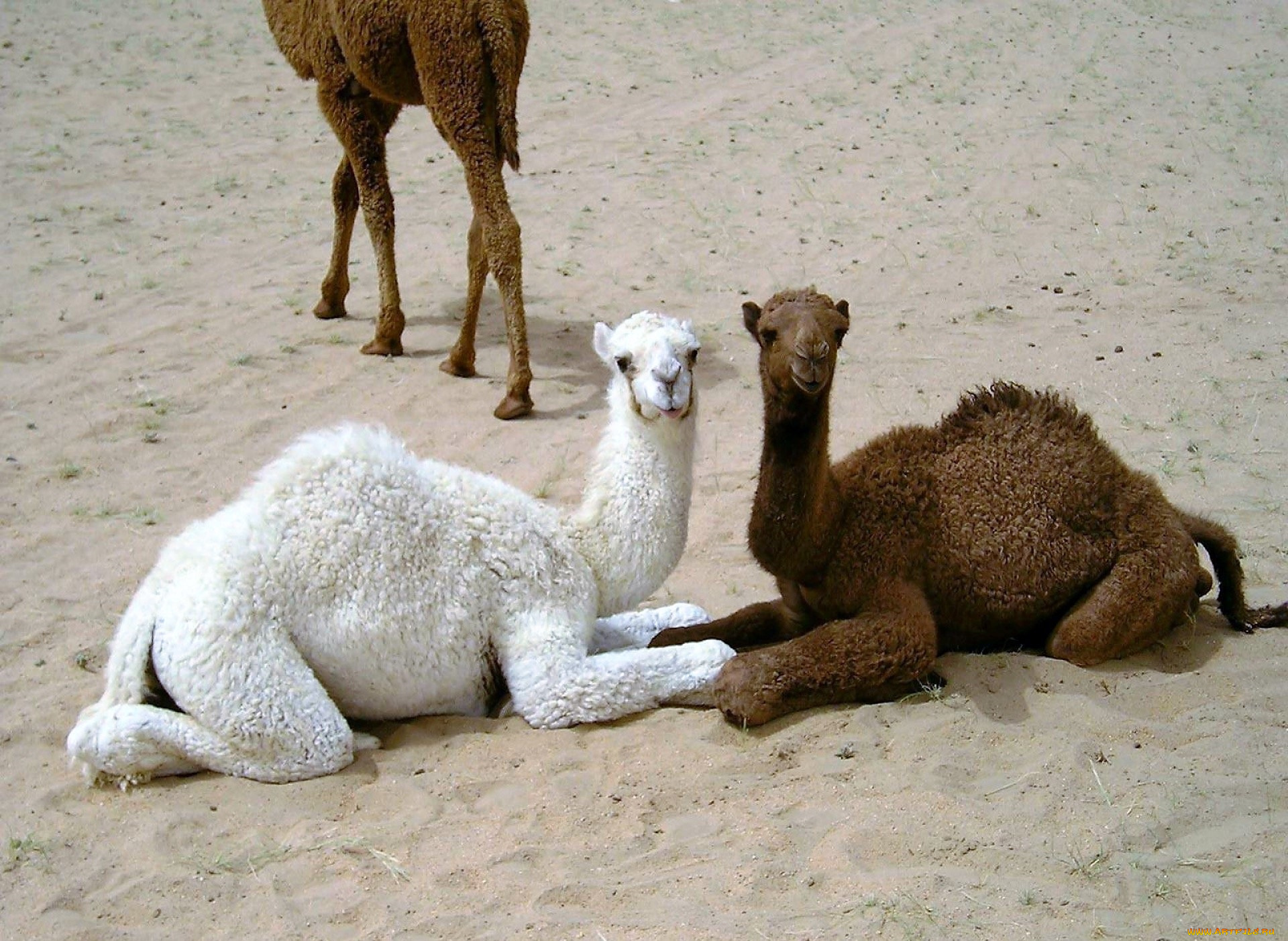 животные, верблюды, верблюжата, песок