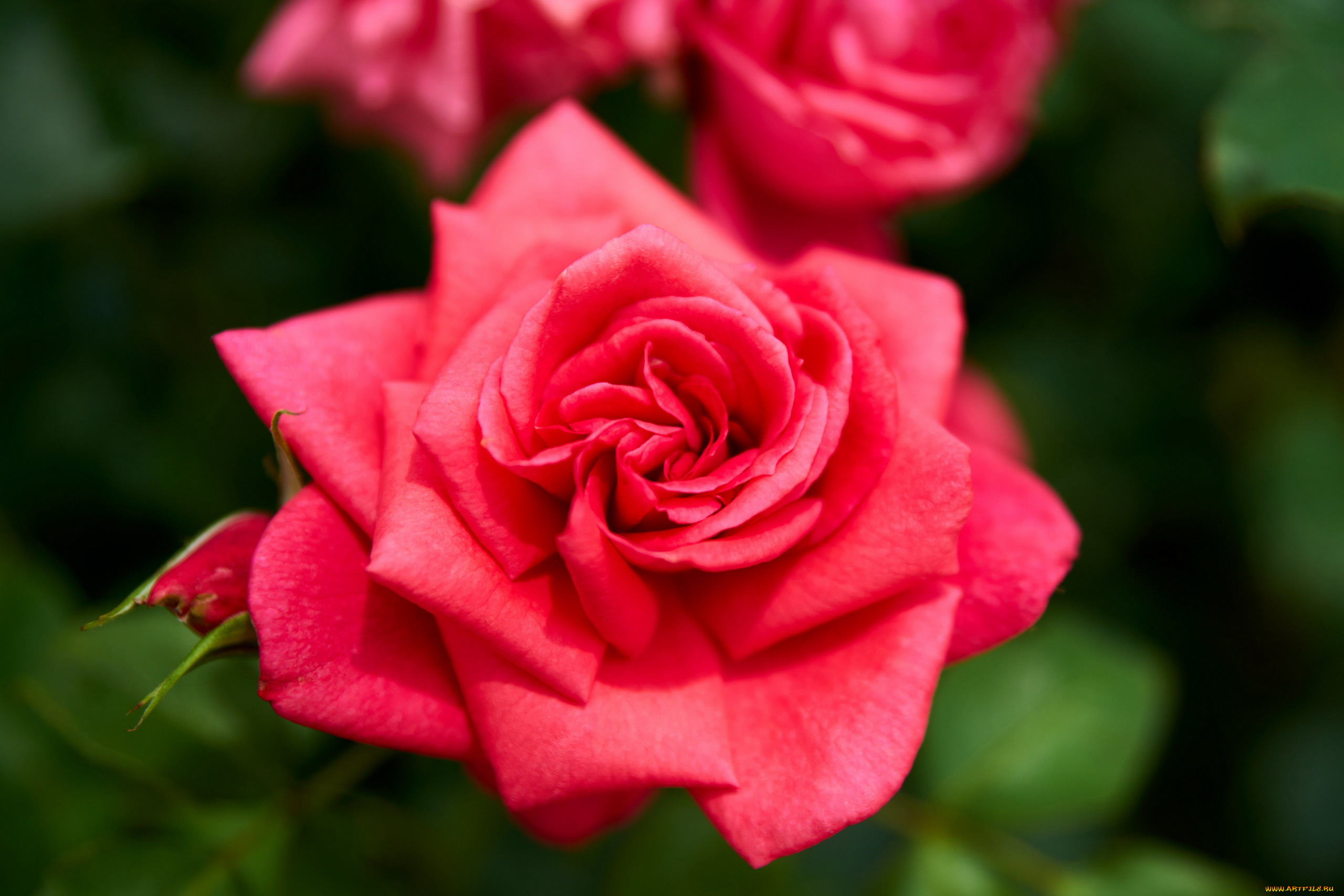 цветы, розы, розовая, роза, макро