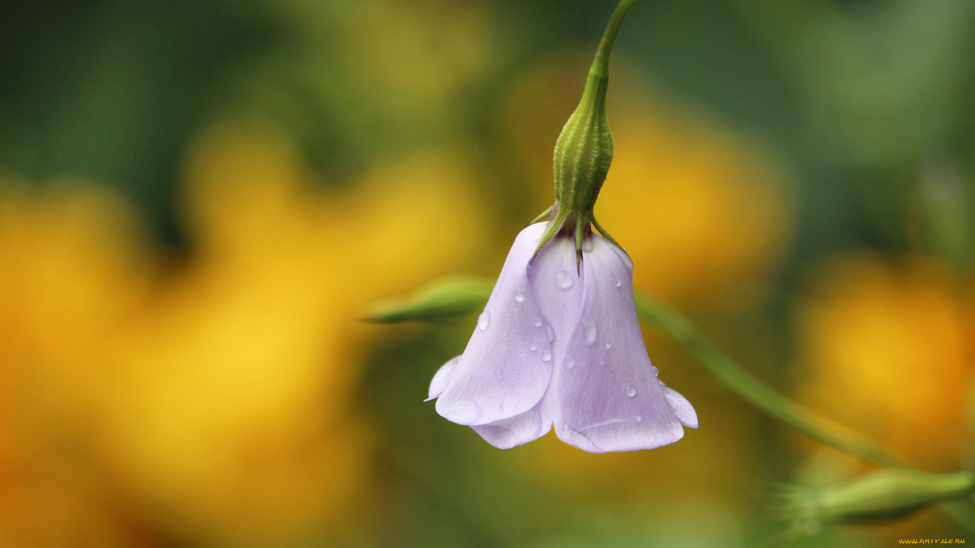 цветы, колокольчики, капли, колокольчик, одиночка