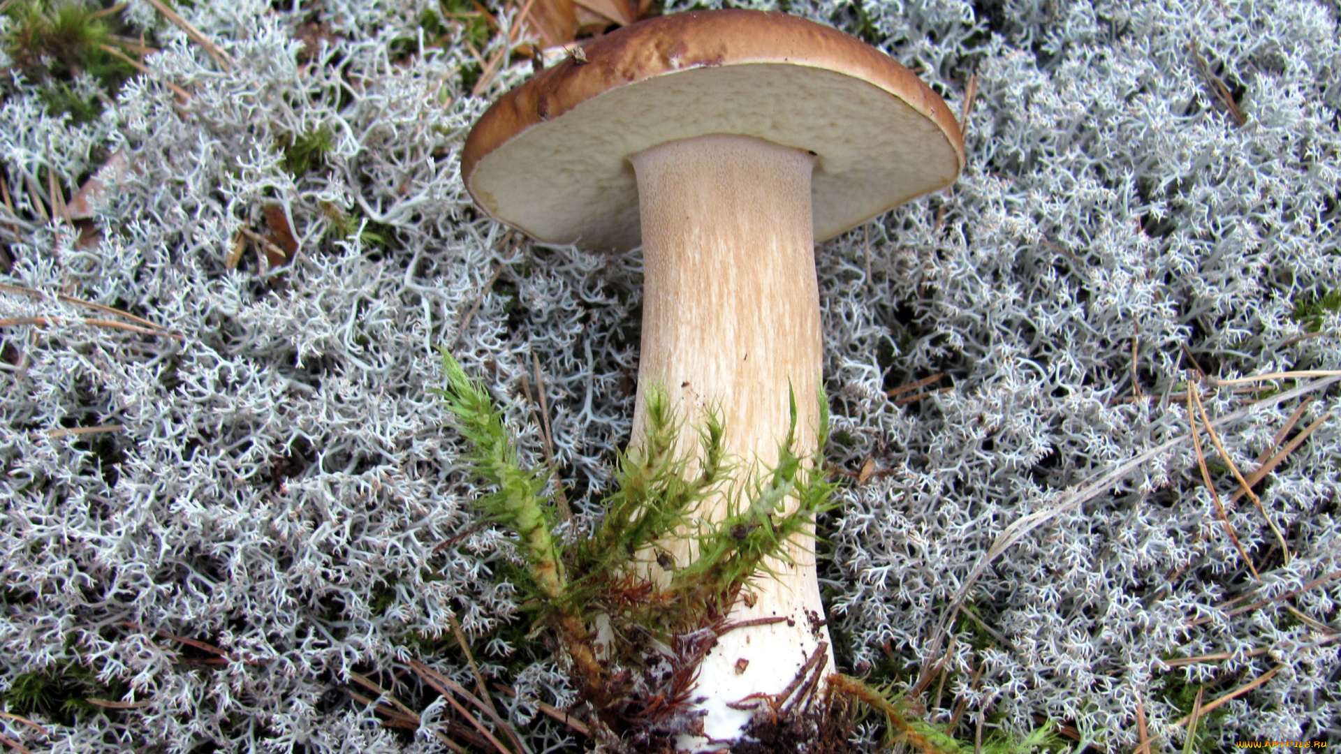 еда, грибы, , грибные, блюда, боровик