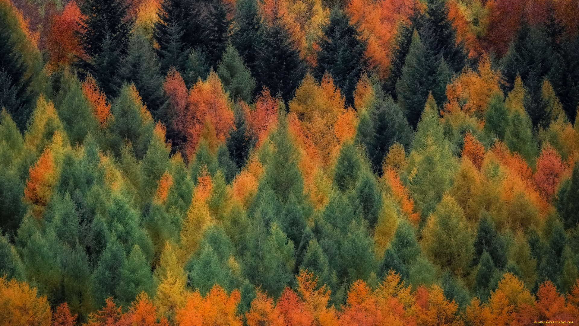 природа, лес, осень