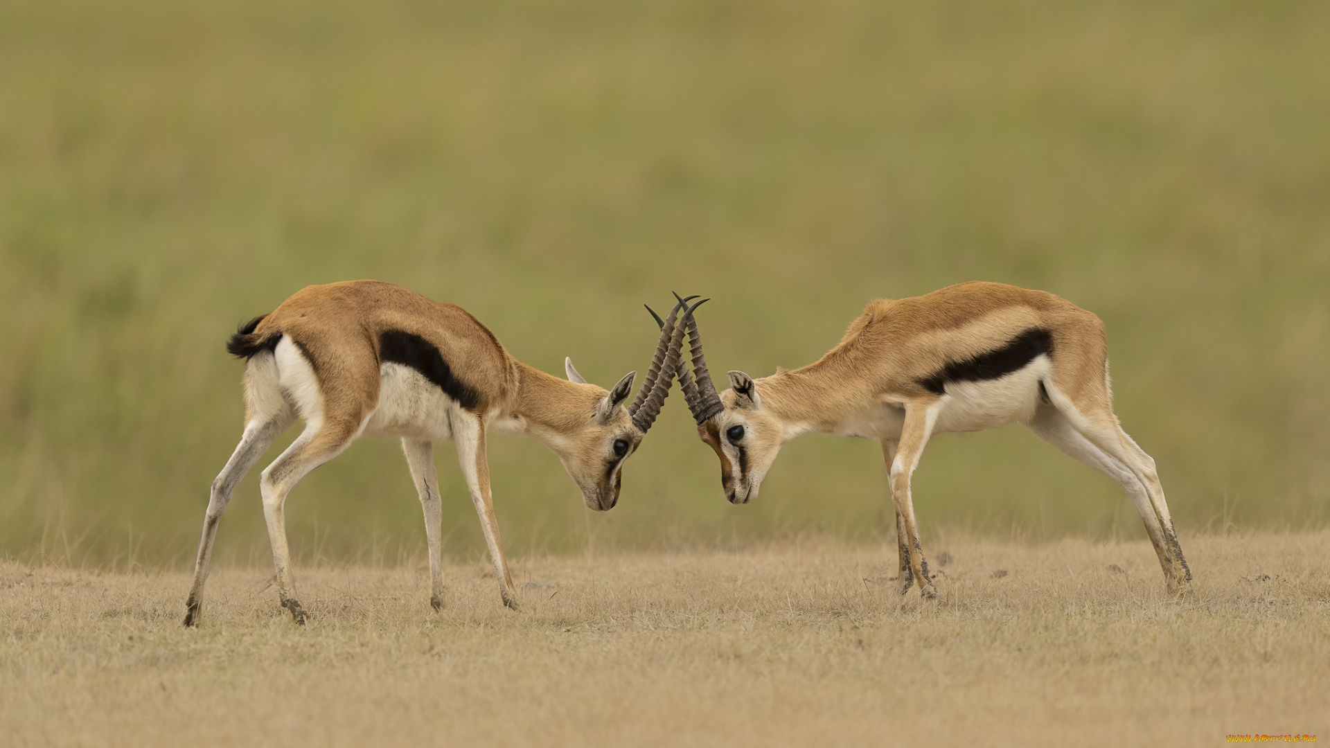 животные, антилопы