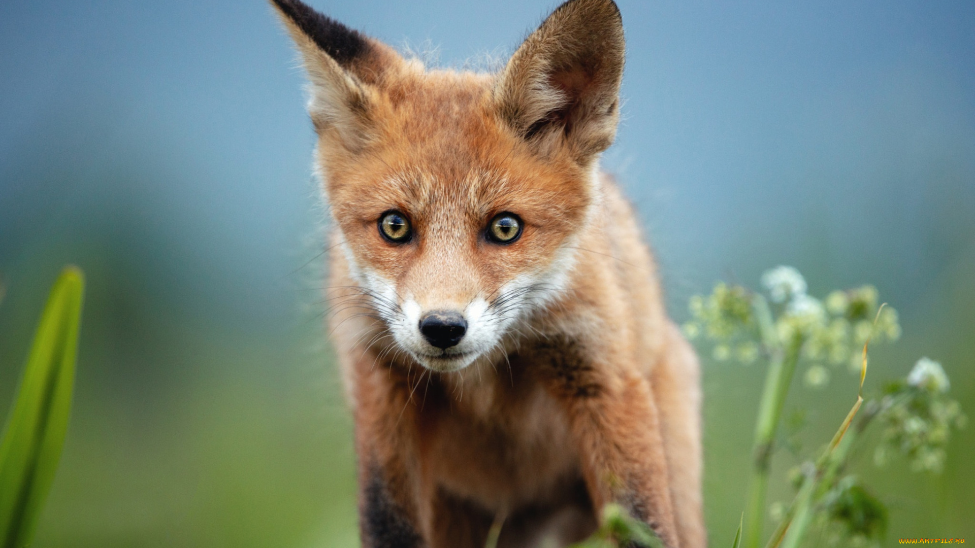 животные, лисы, взгляд, портрет, лиса, мордашка, лисенок