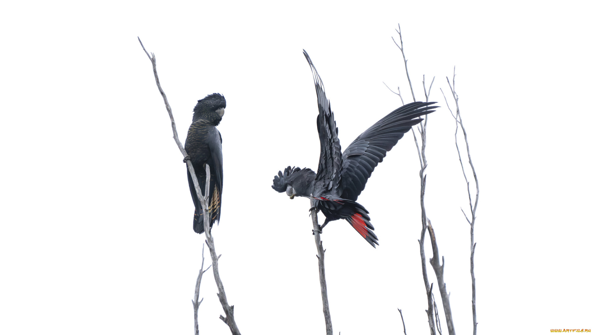 животные, попугаи