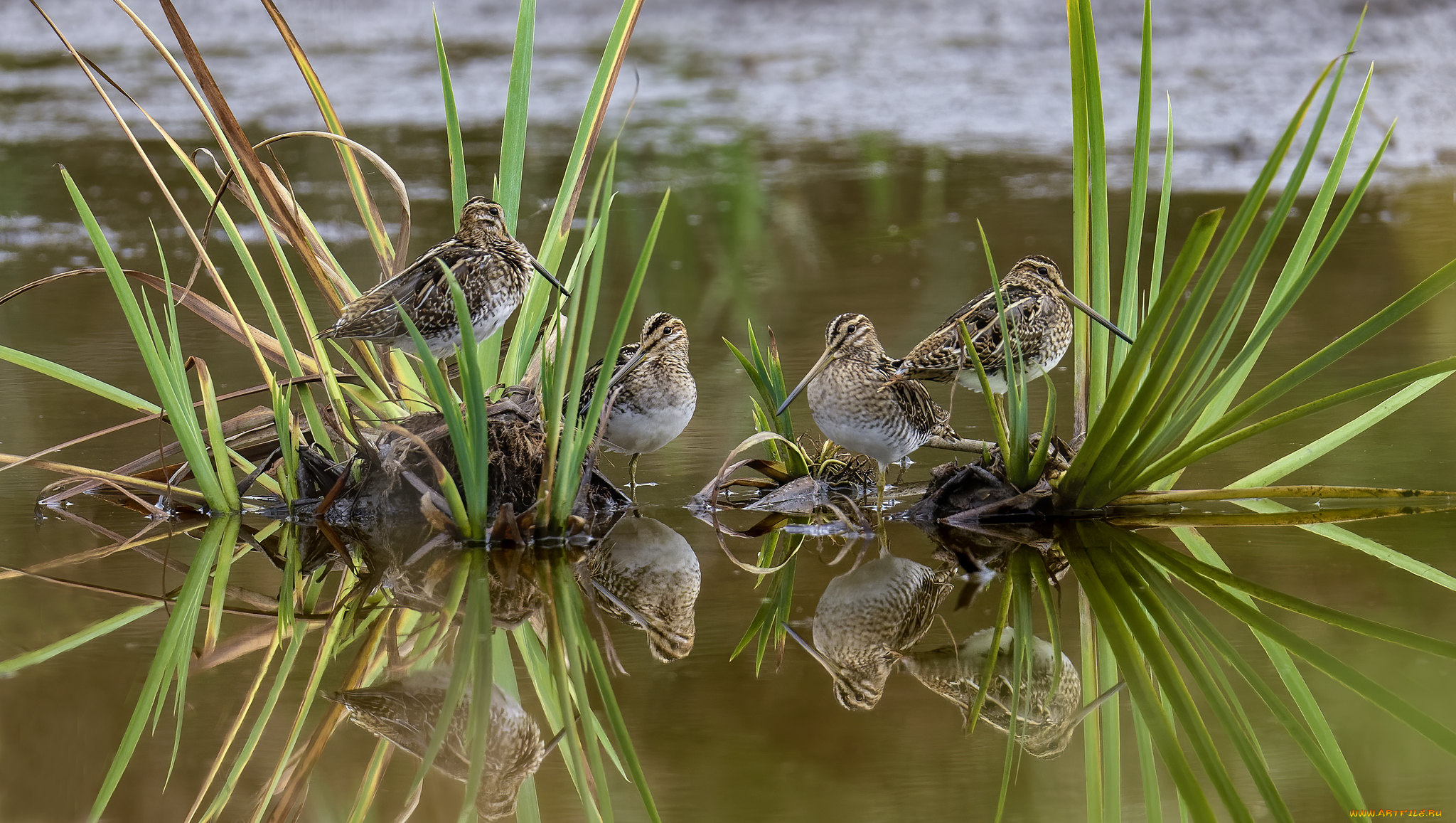 животные, вальдшнепы, , кроншнепы, , бекасы, птицы
